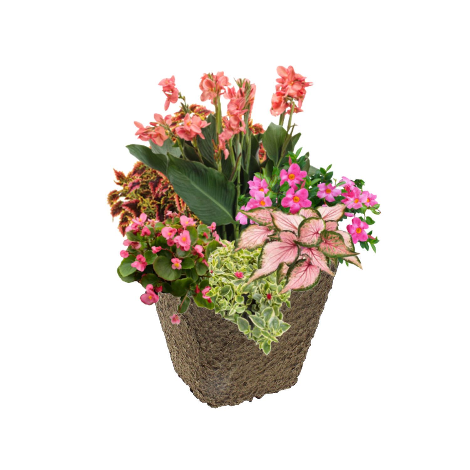 Pink Cabana_Square.png