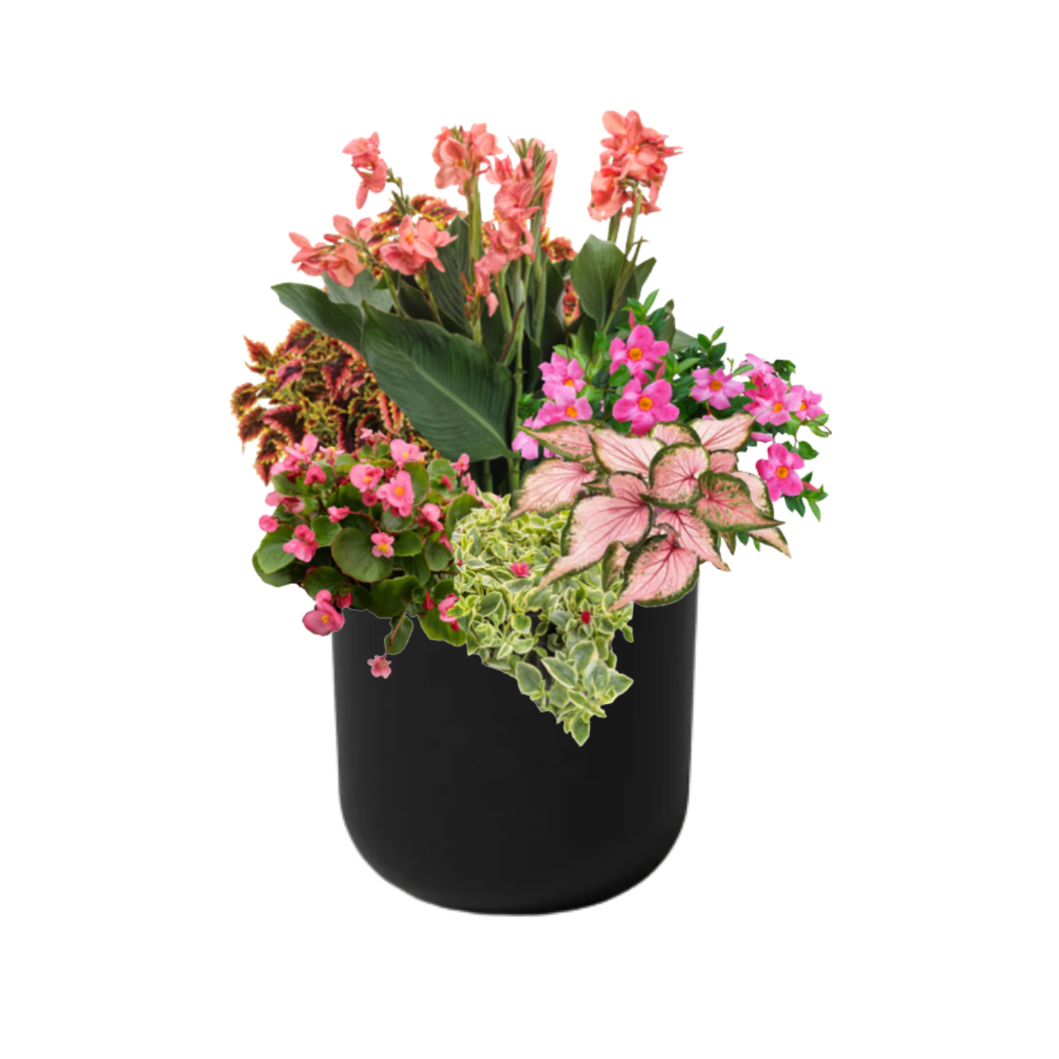 Pink Cabana (SUN to PART-SUN) - BLACK POT (ROUND)