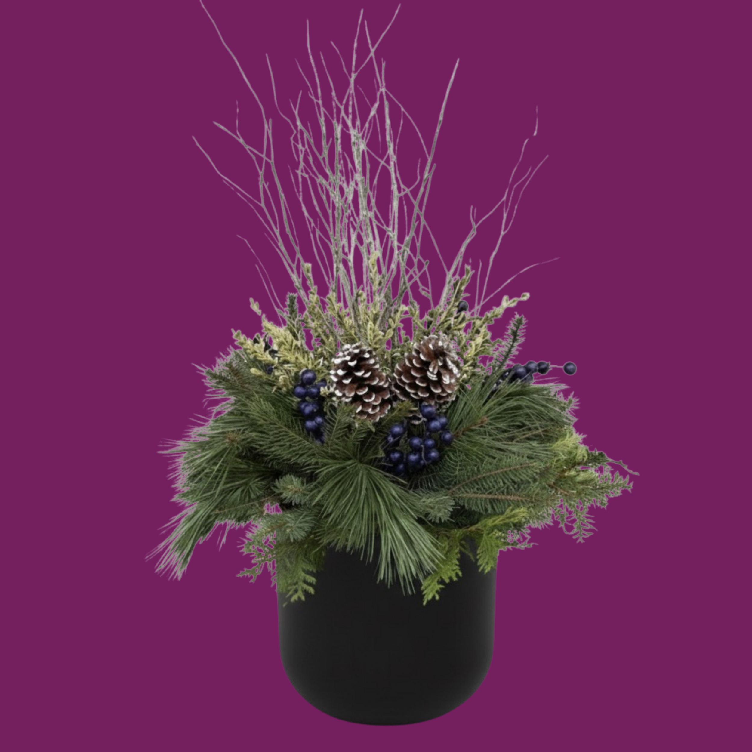 Blue Juniper - BLACK POT (ROUND)