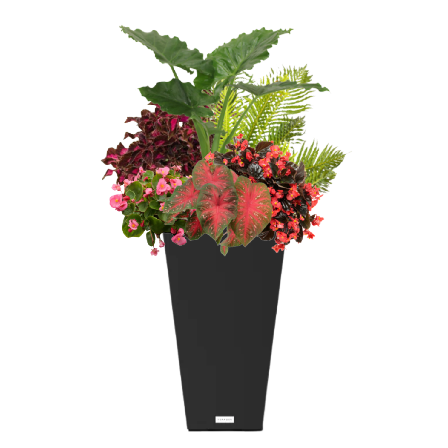 Island Sunset (SHADE to PART-SHADE) - BLACK POT (TALL SQUARE)