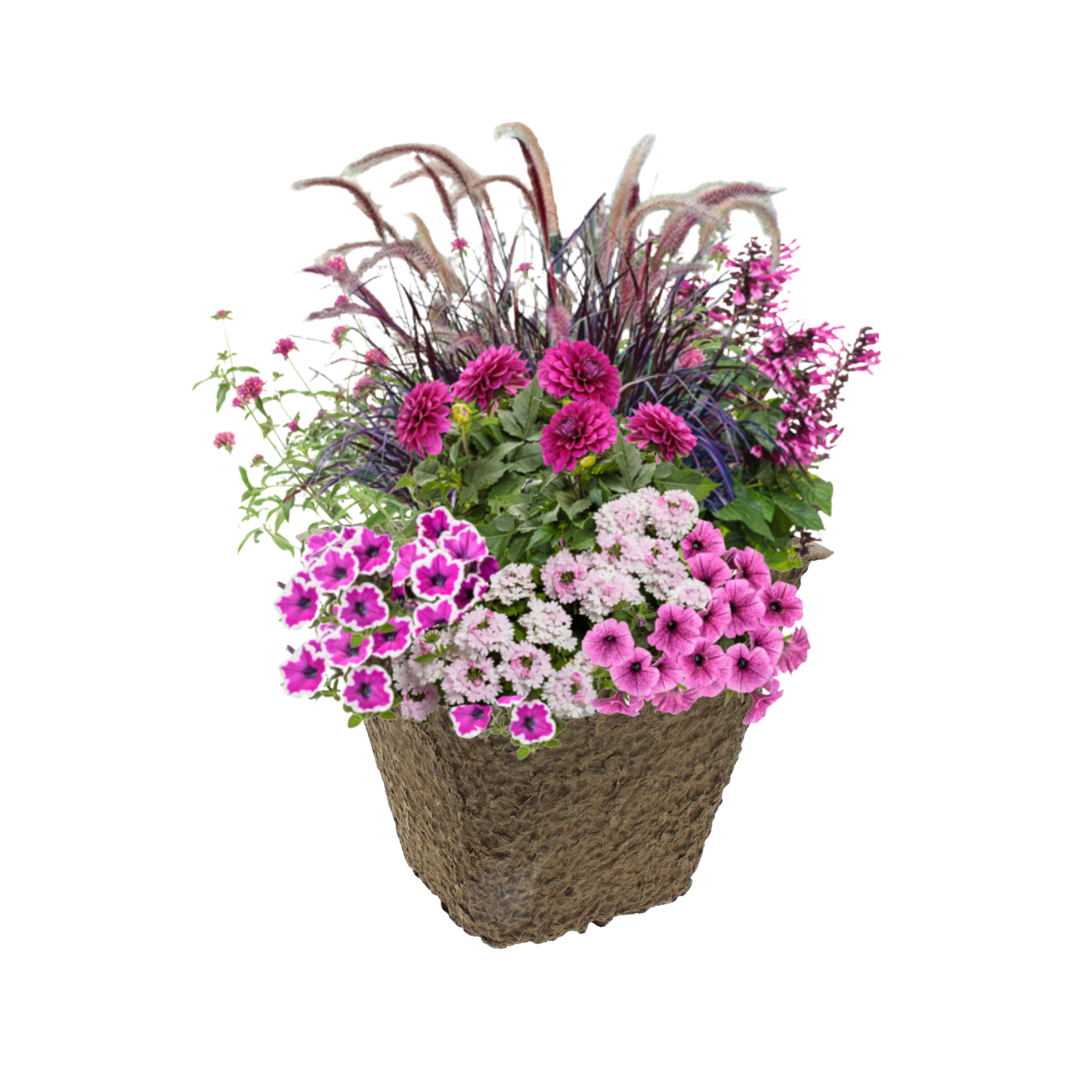 Berry Bramble_Square.png