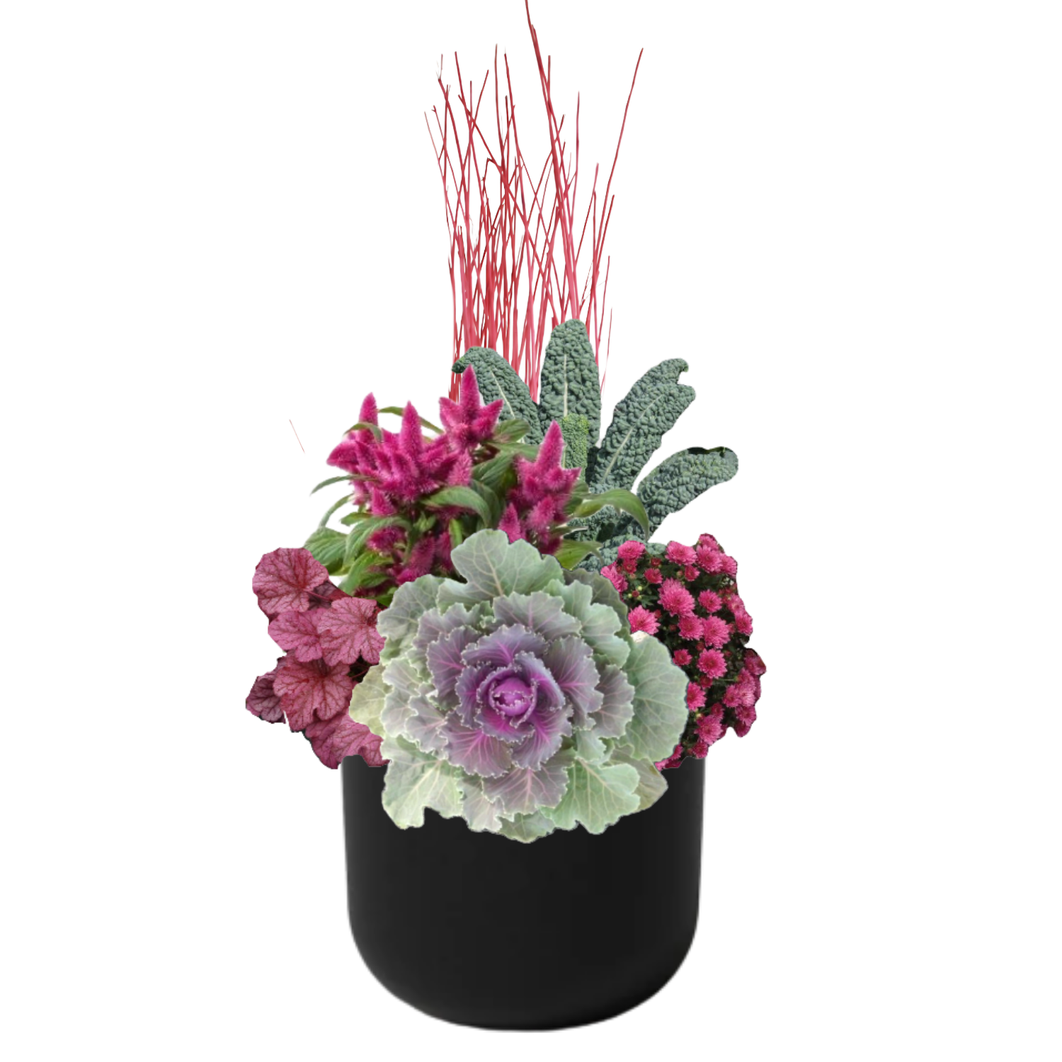 Rosehip Harvest - BLACK POT (ROUND)