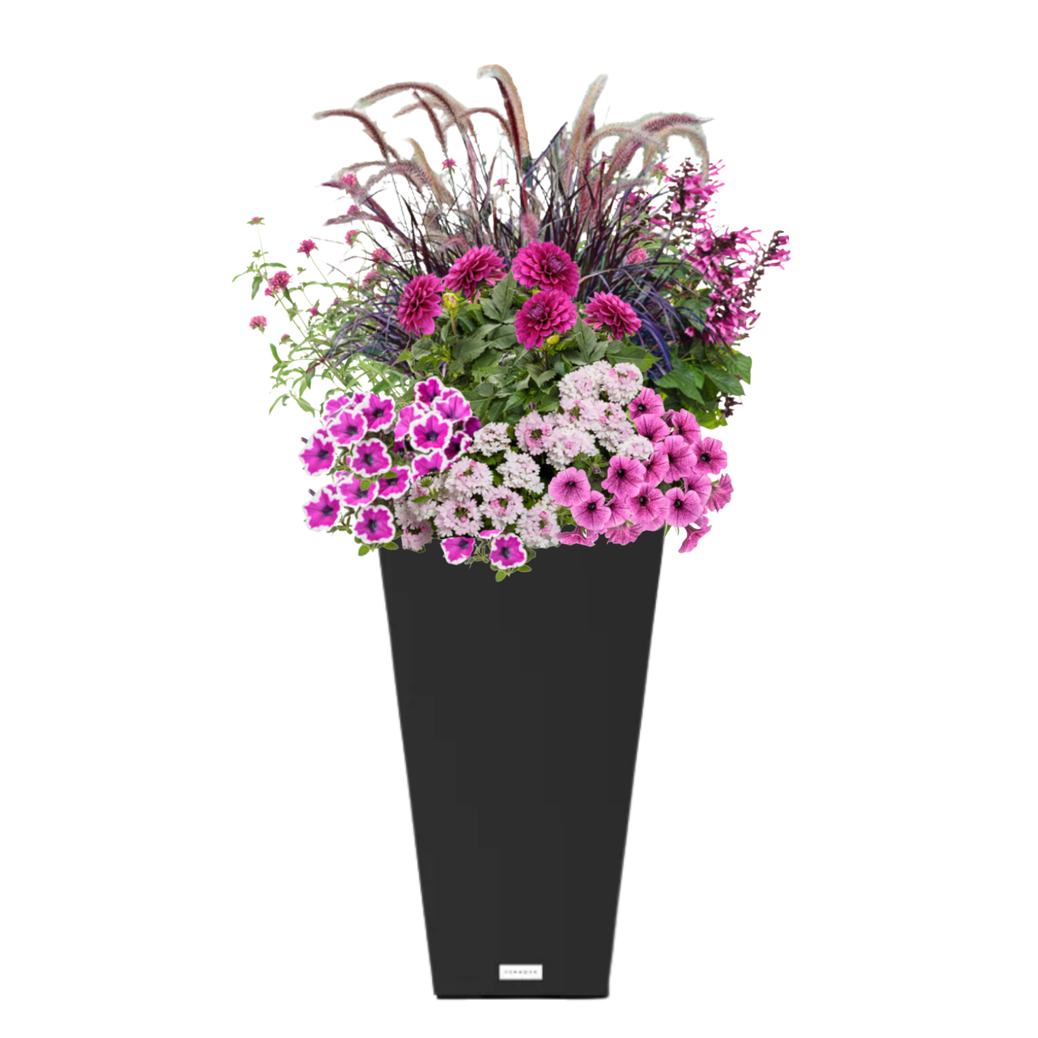 Berry Bramble (SUN to PART-SUN) - BLACK POT (TALL SQUARE)