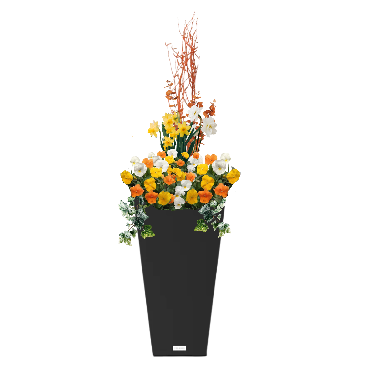 Sunny Honey - BLACK POT (TALL SQUARE)