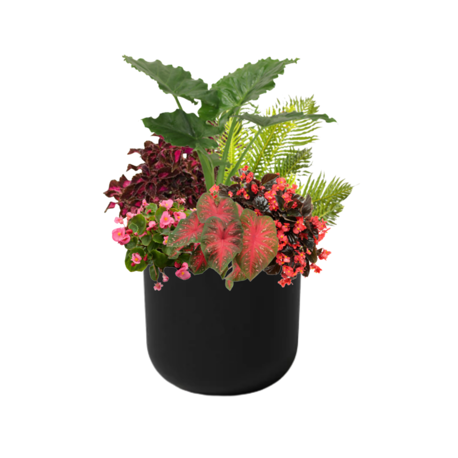 Island Sunset (SHADE to PART-SHADE) - BLACK POT (ROUND)