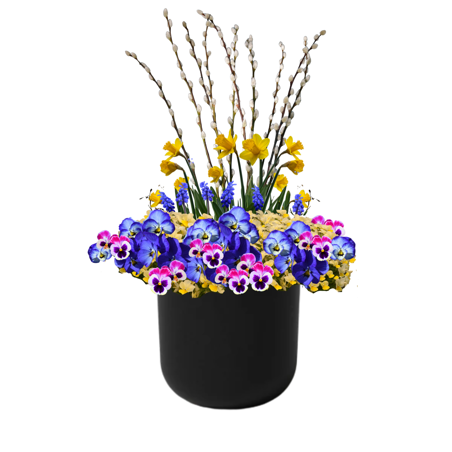 Daffodil Darling - BLACK POT (ROUND)