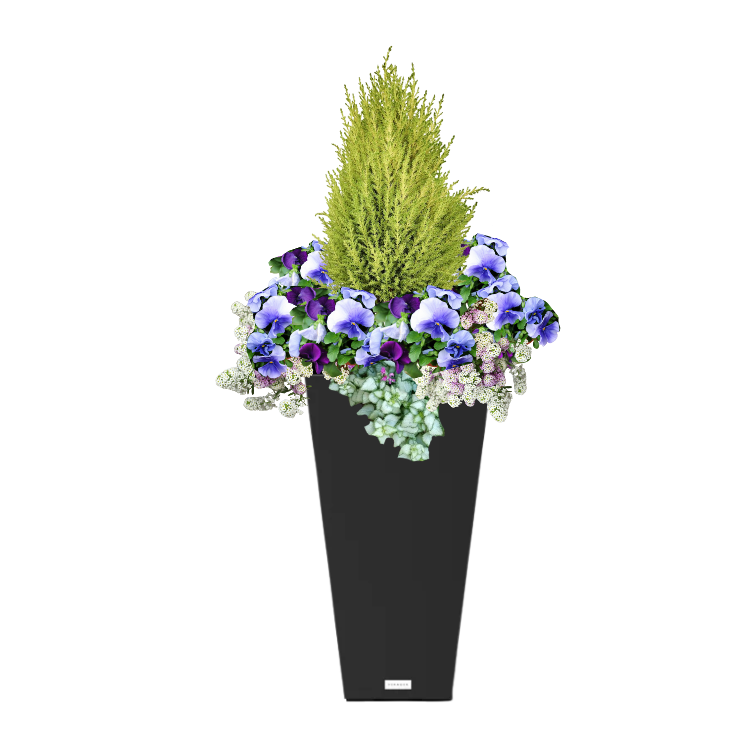 Daffodil Darling_Black Square PP.png