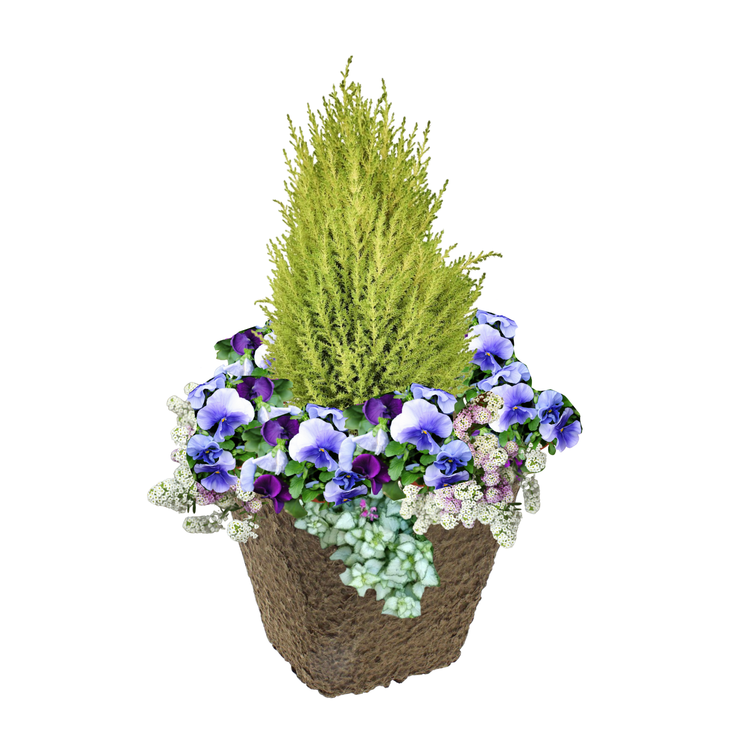 Daffodil Darling_Square Pulp PP.png