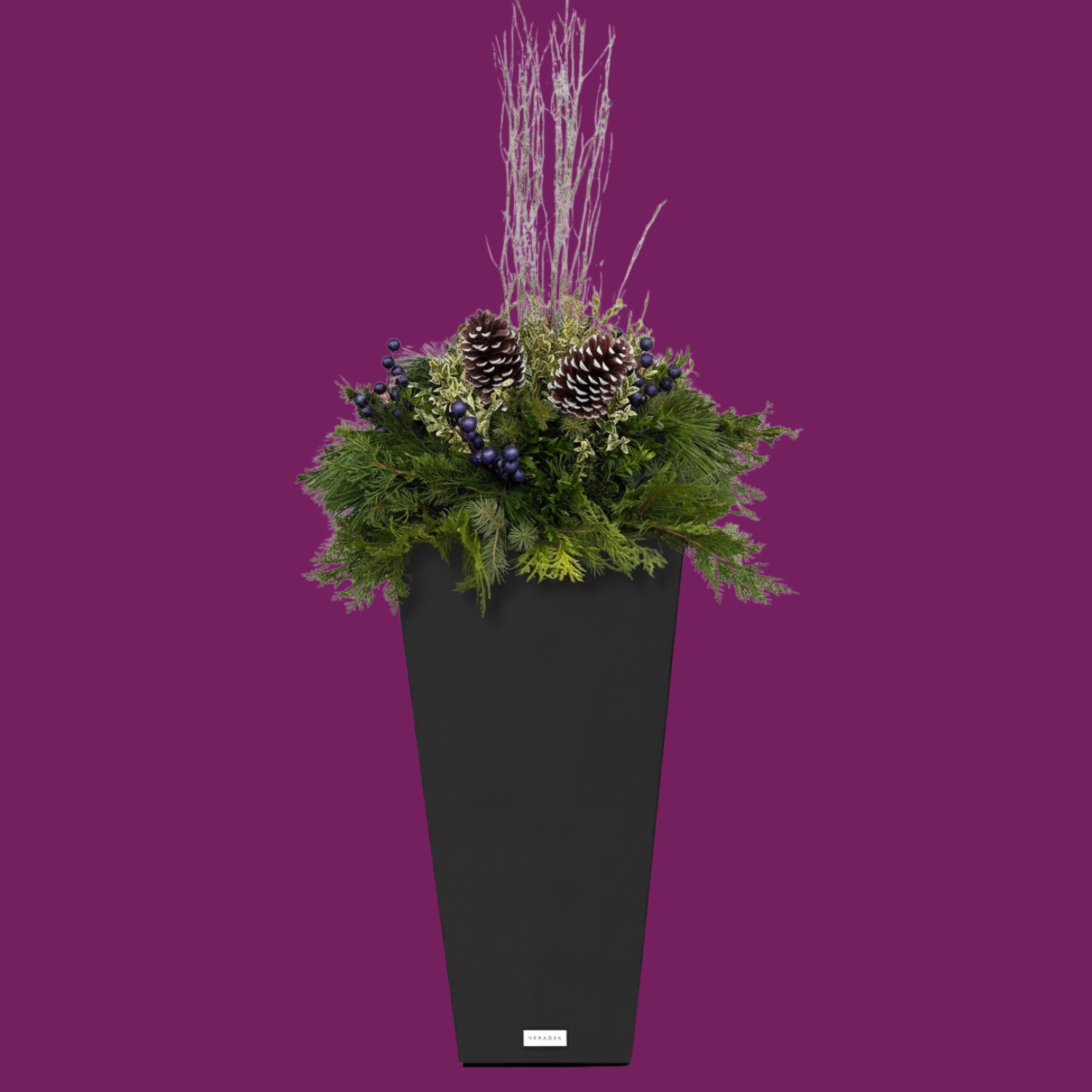 Blue Juniper - BLACK POT (TALL SQUARE)