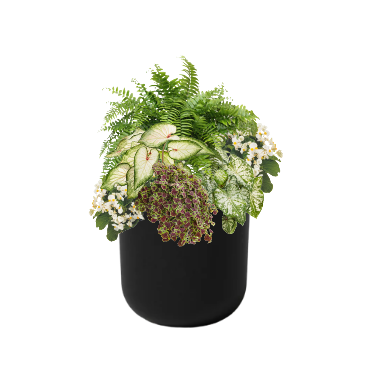 Garden Veranda (SHADE to PART-SHADE) - BLACK POT (ROUND)