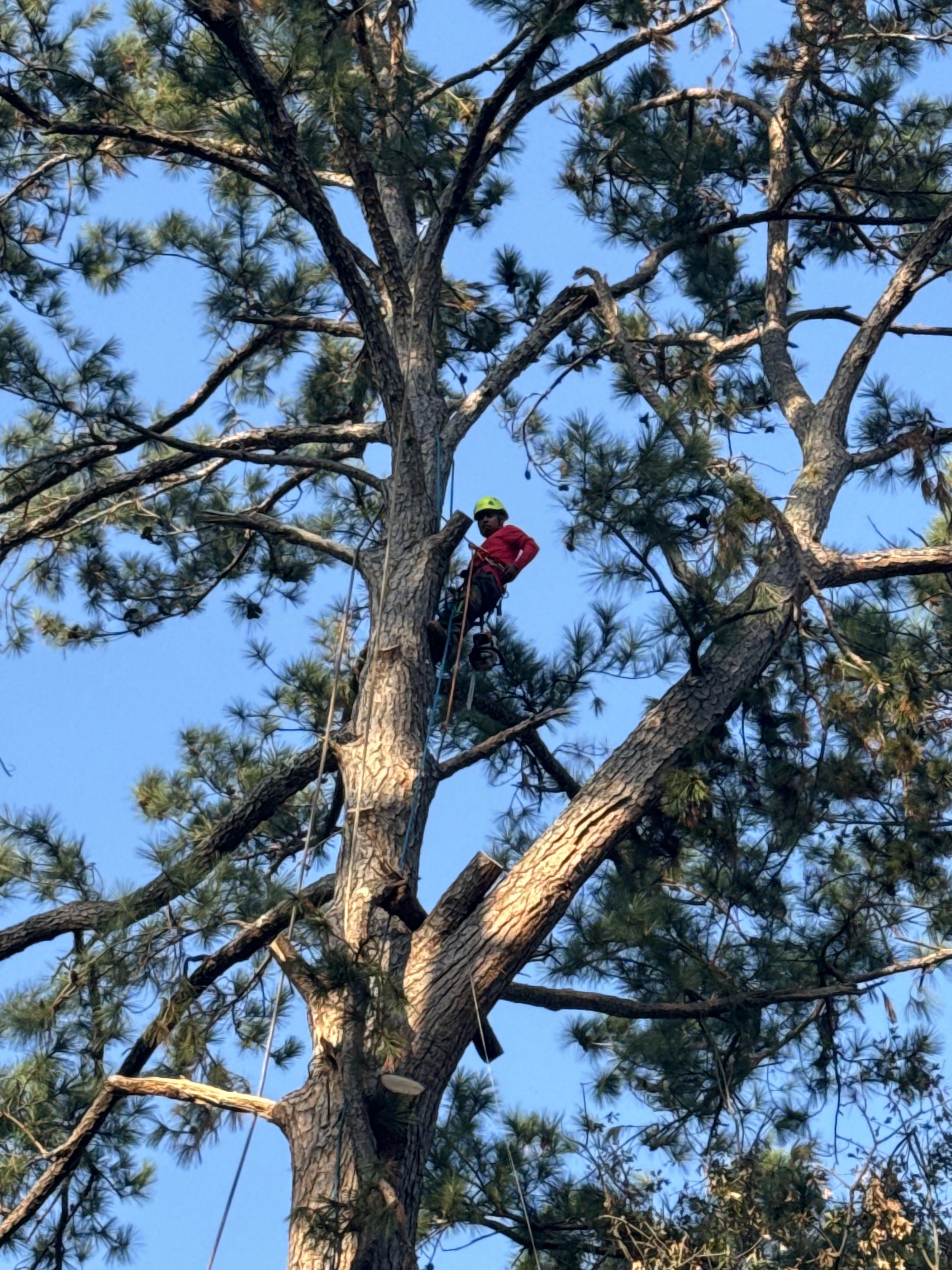 Tree removal before 3.jpg