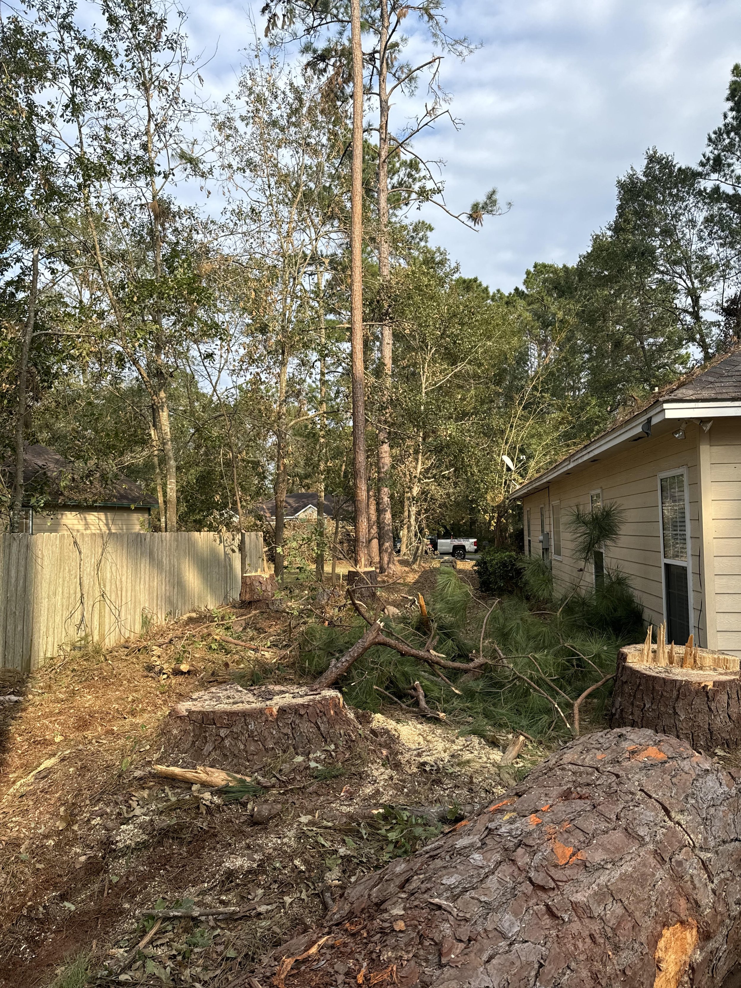 Tree removal 3 after.jpg