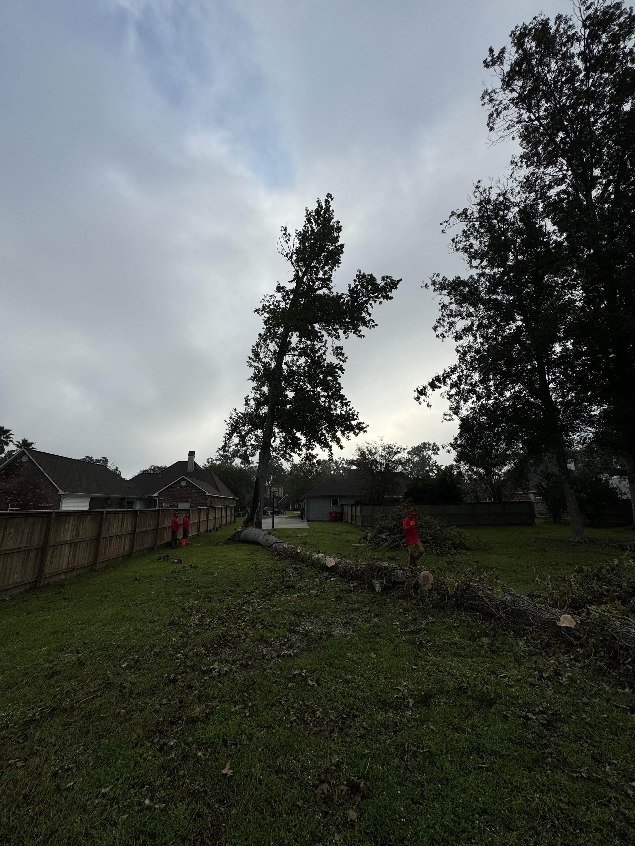 Tree removal 2 before.jpg