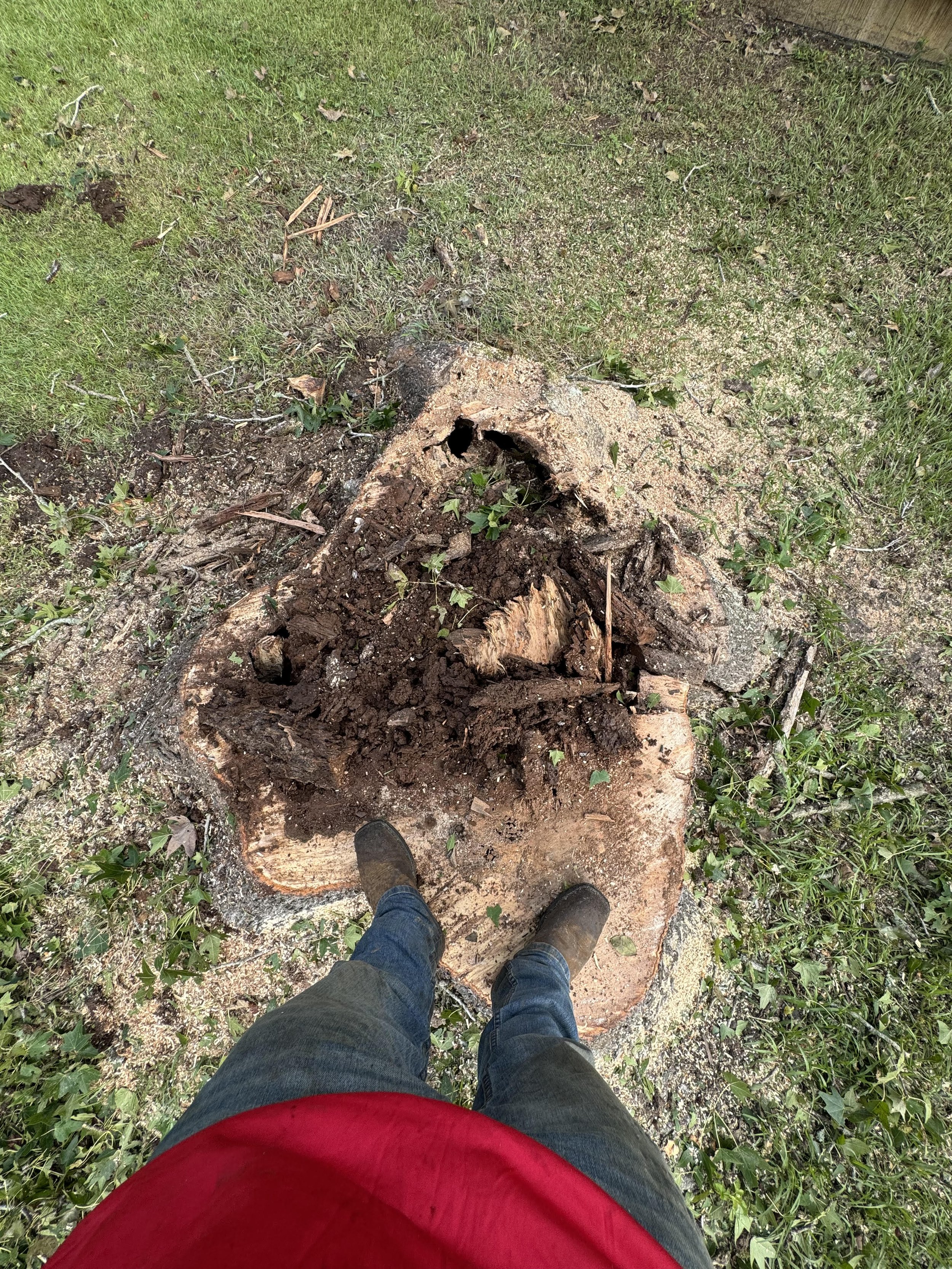 Tree removal after 2.jpg