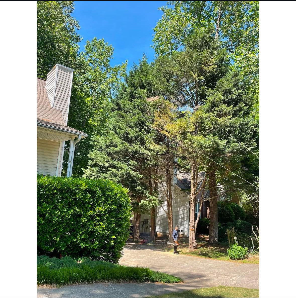 Tree Removal before 4.jpg