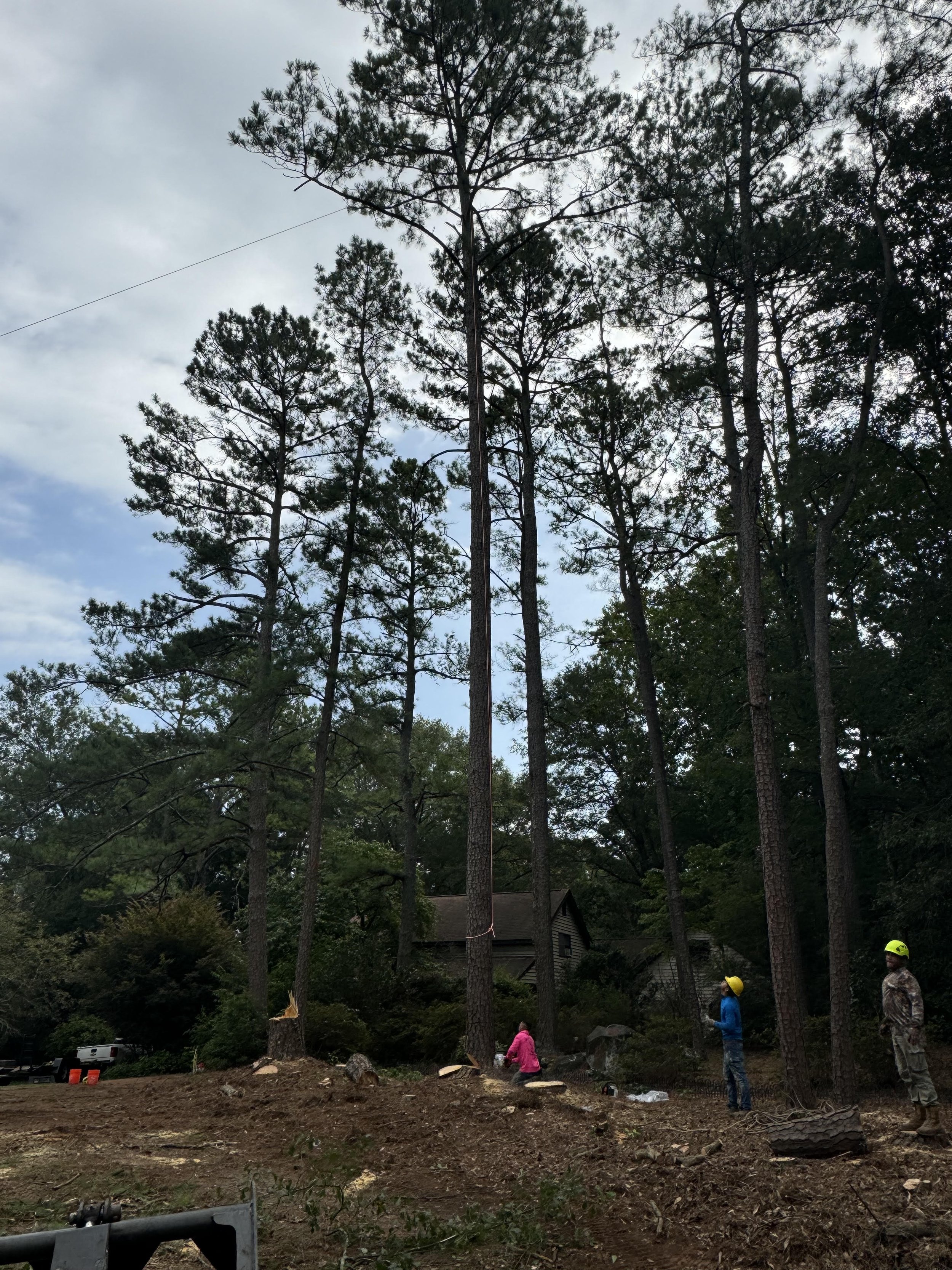 Tree Removal Before.jpg