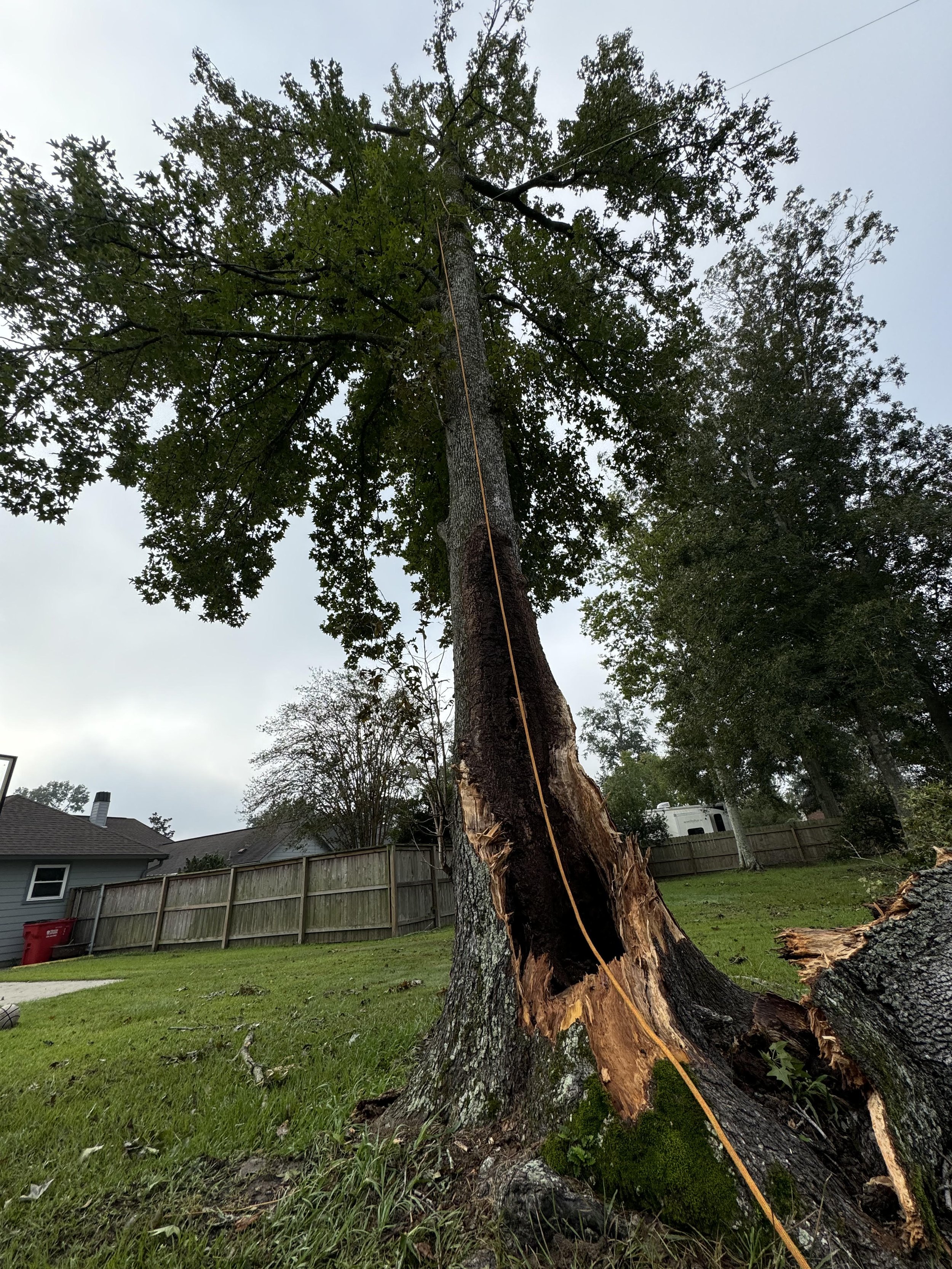 Tree removal before 2.1.jpg