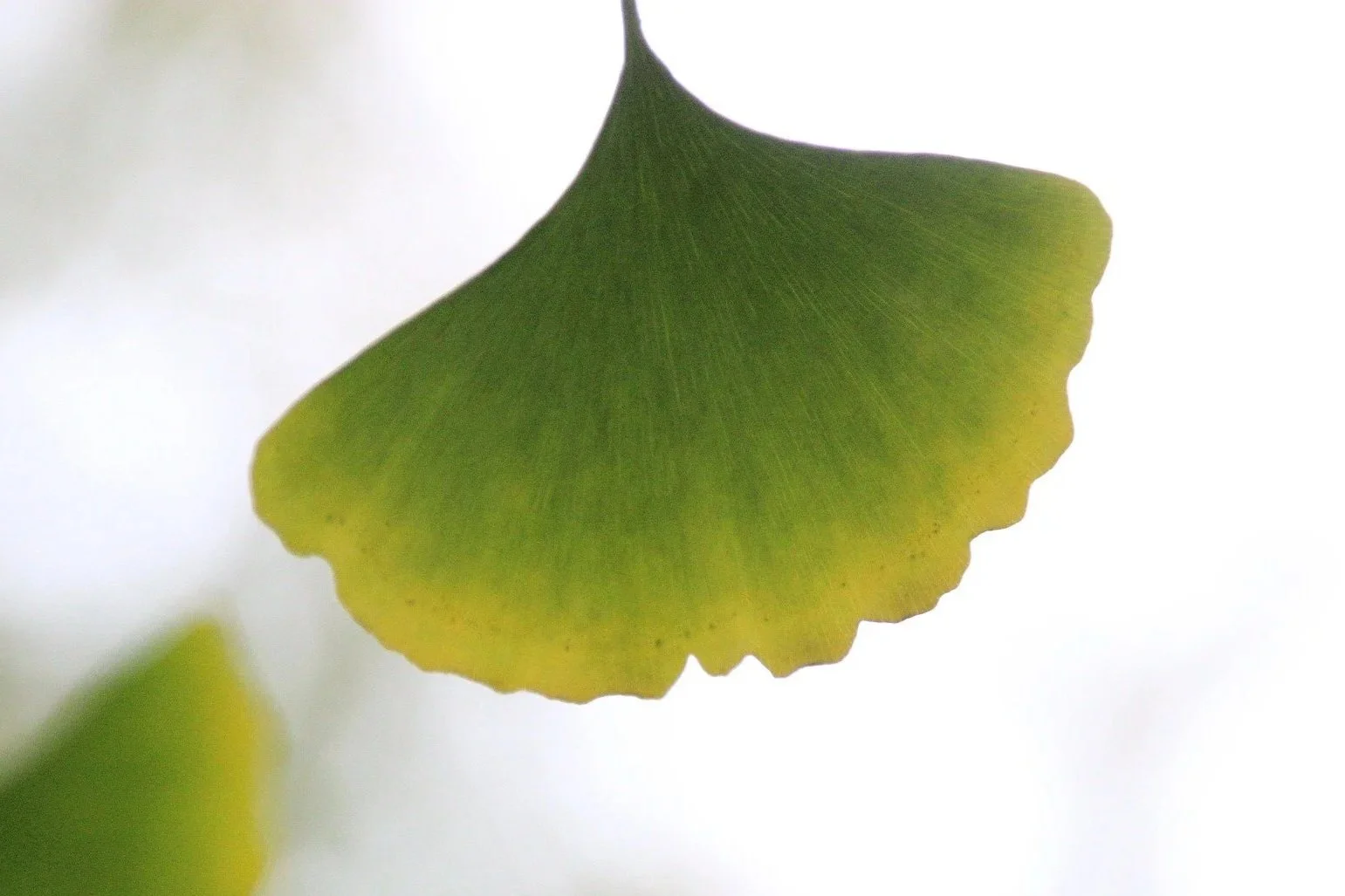 gingko-leaf-5829843_1920.jpg
