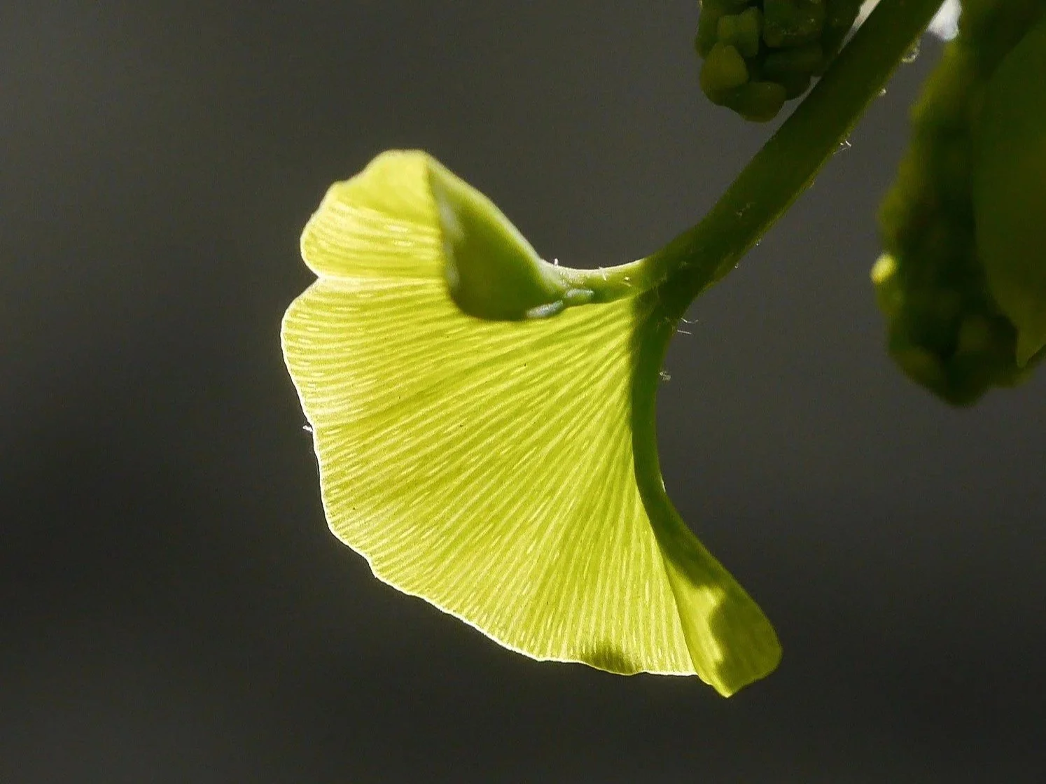 gingko-733156_1920.jpg