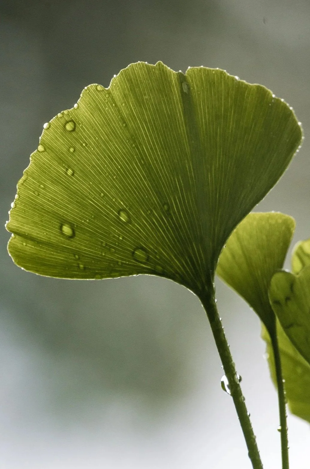 gingko-4760984_1920.jpg