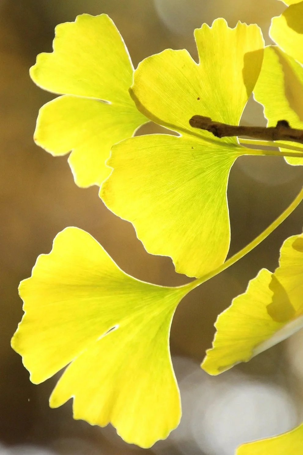 gingko-5789685_1920.jpg