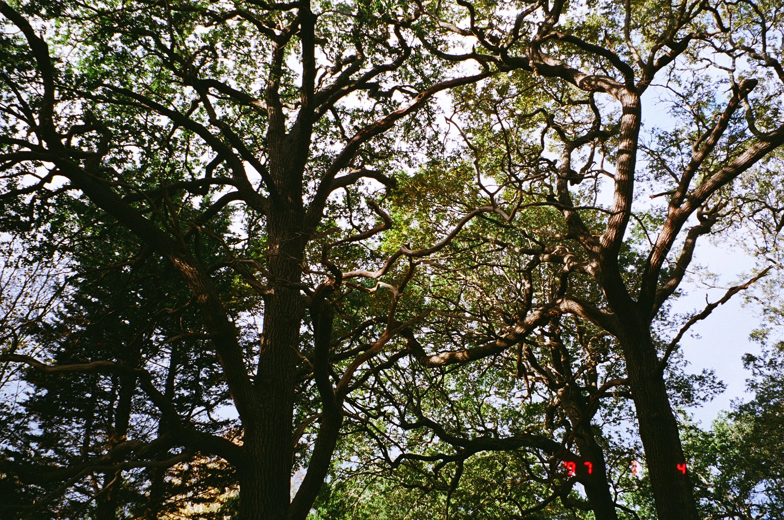 IMG_9871.JPG