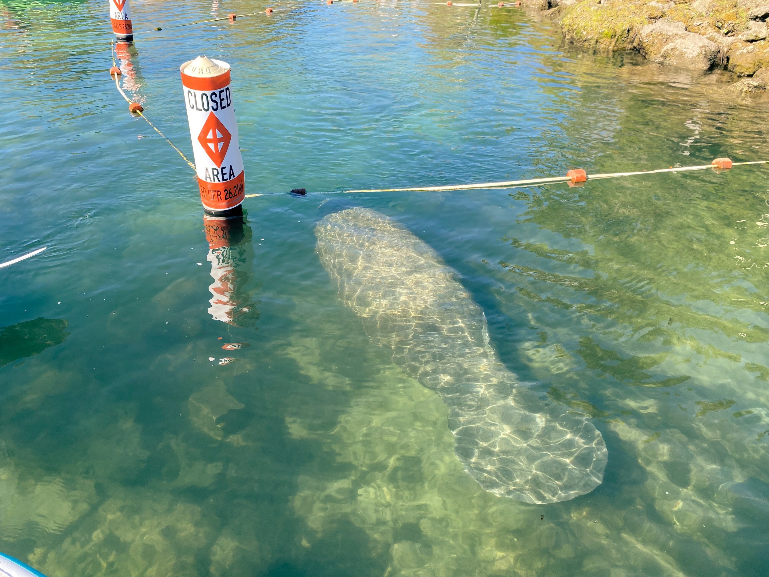 Floating buoy markers in a body of water, indicating a closed area, with a rocky shoreline on the right side.