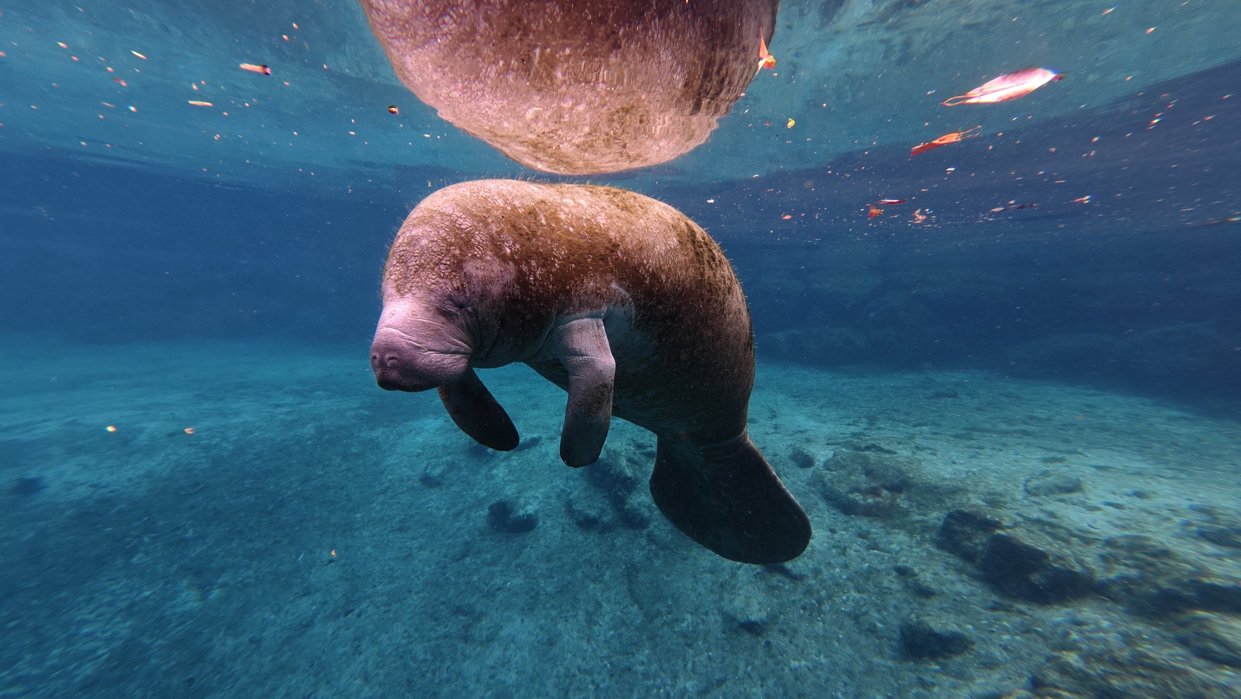 A manatee swimming underwater near rocks and small fish.
