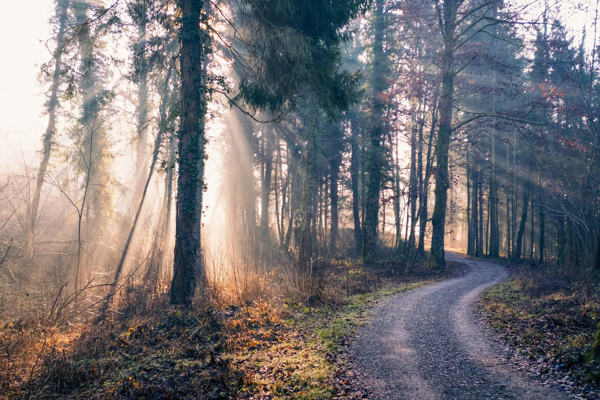 How Much Does Psilocybin Therapy Cost in Colorado?