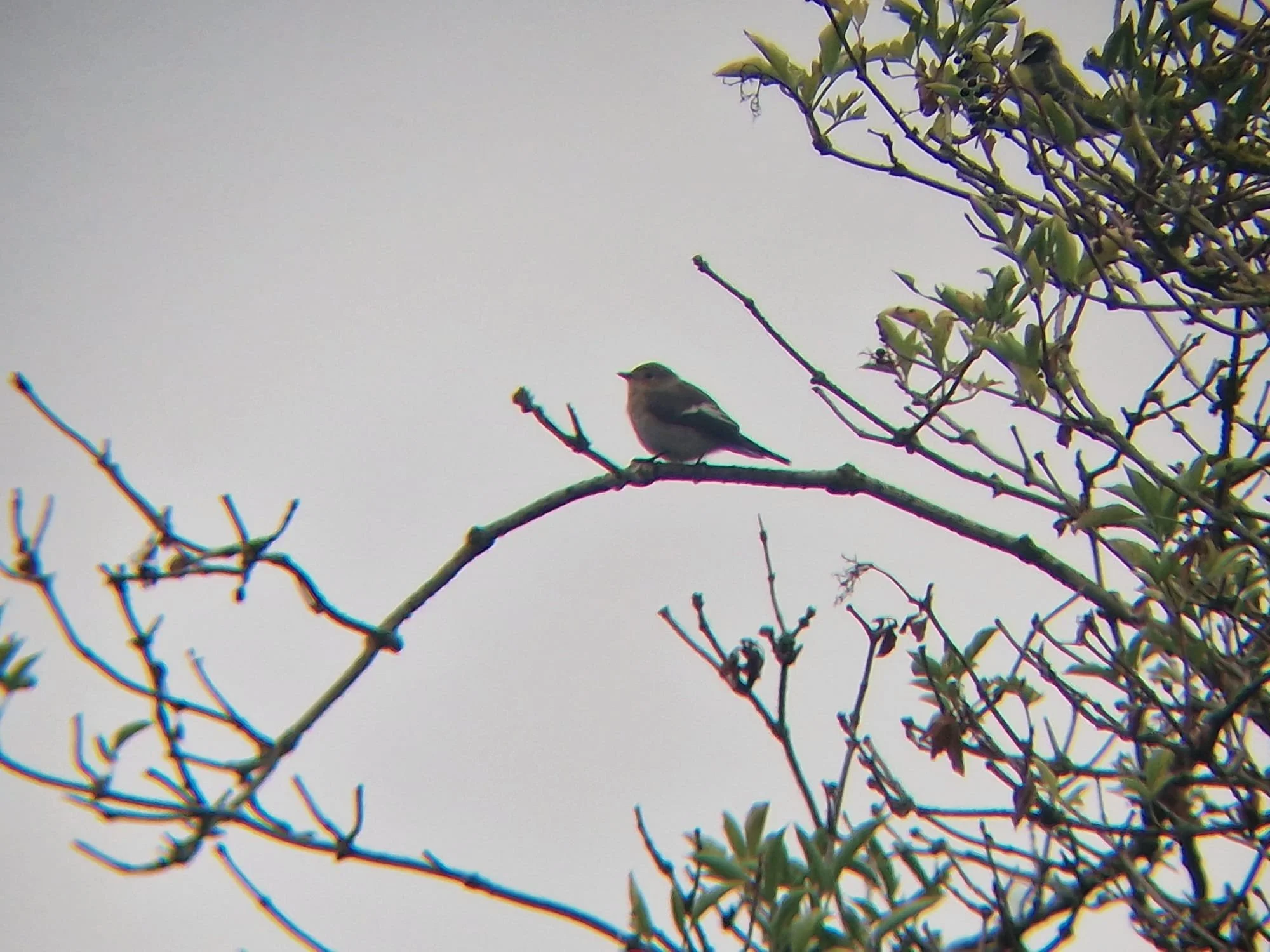 Pied Flycatcher - 27 August 2026 (Anthony Pooles)