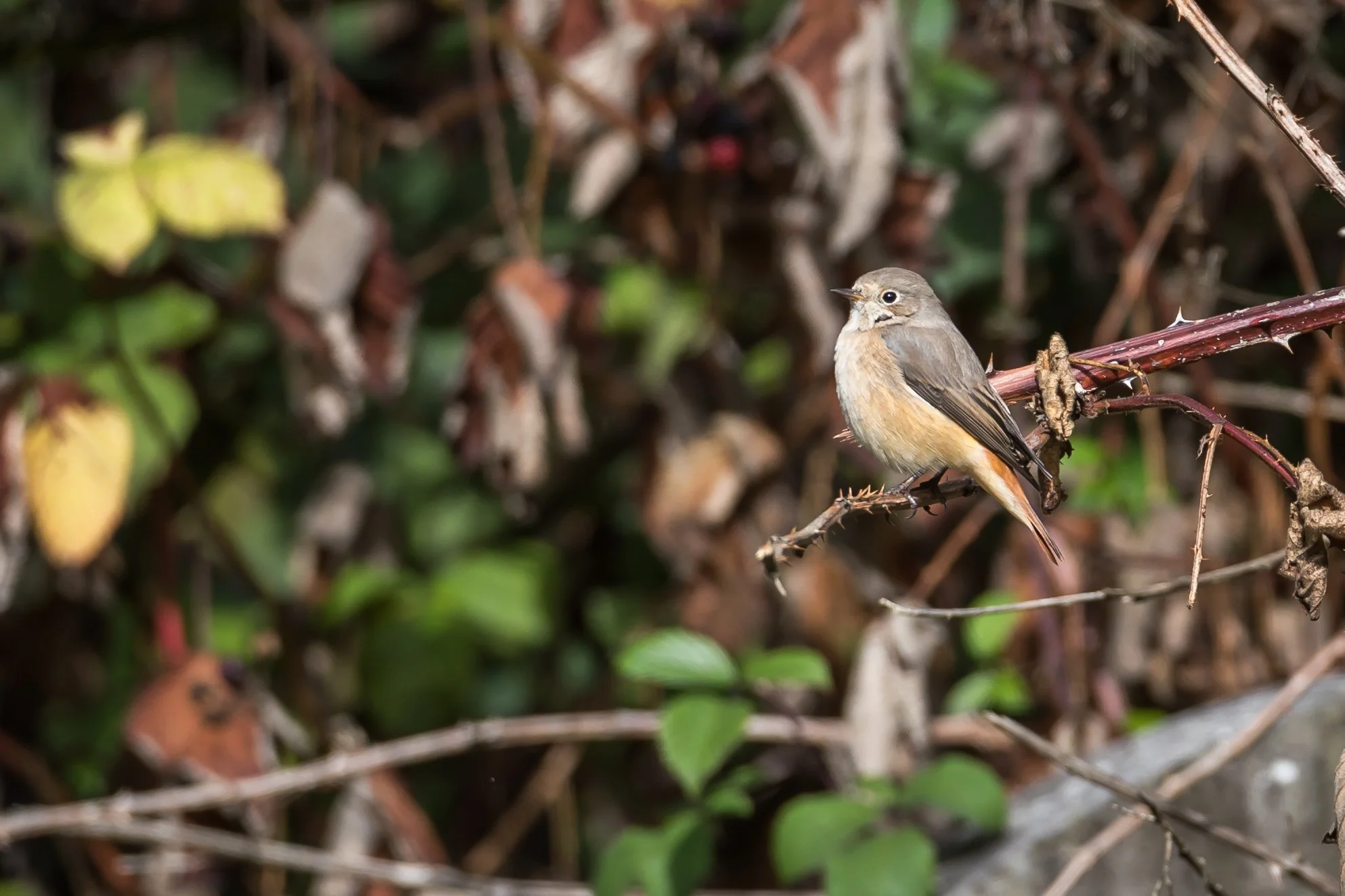Female Redstart - 4 September 2026