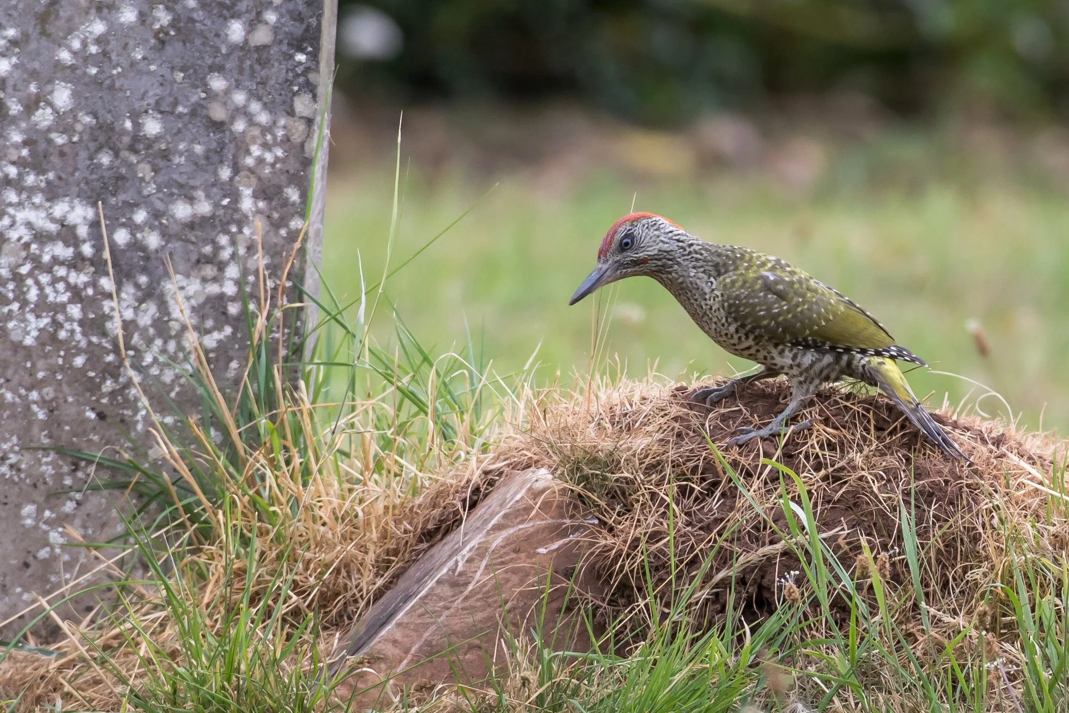 Juvenile Green Woodpecker - 30 July 2026
