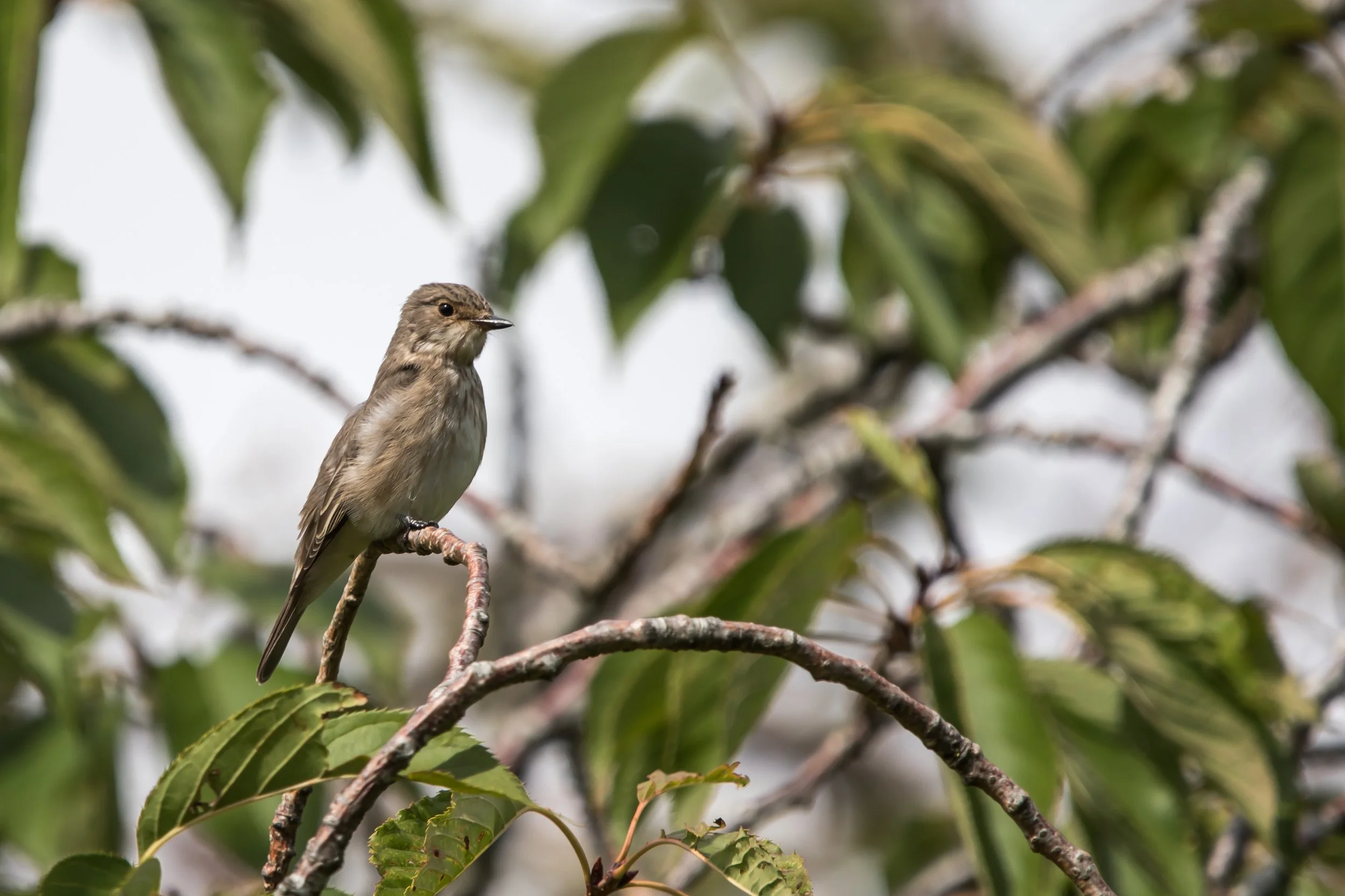 Spotted Flycatcher - 31 August 2026