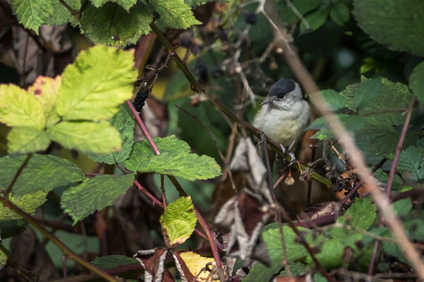 Blackcap - 4 September 2026