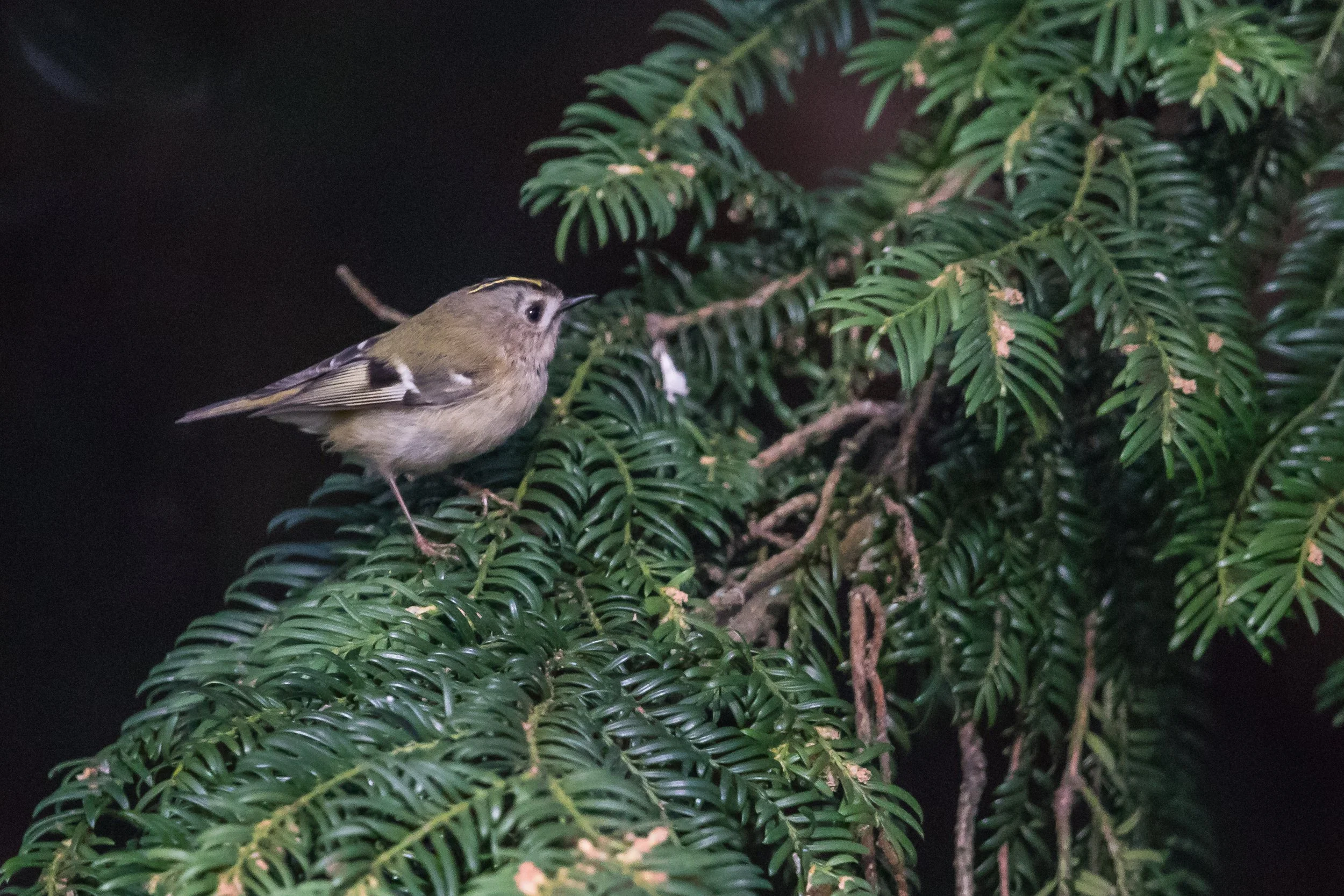 Goldcrest - 12 April 2026