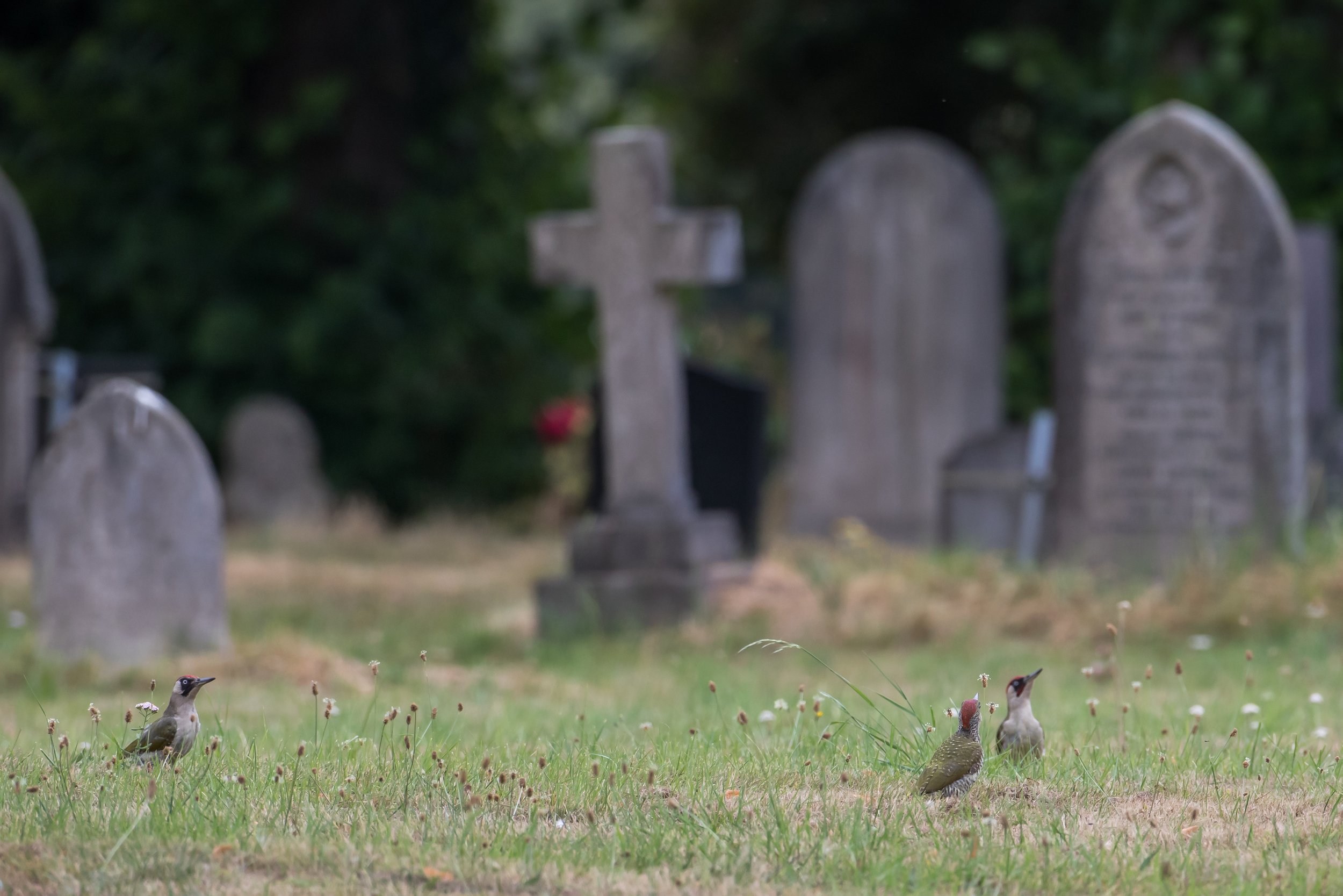 3 x Green Woodpeckers - 30 July 2026