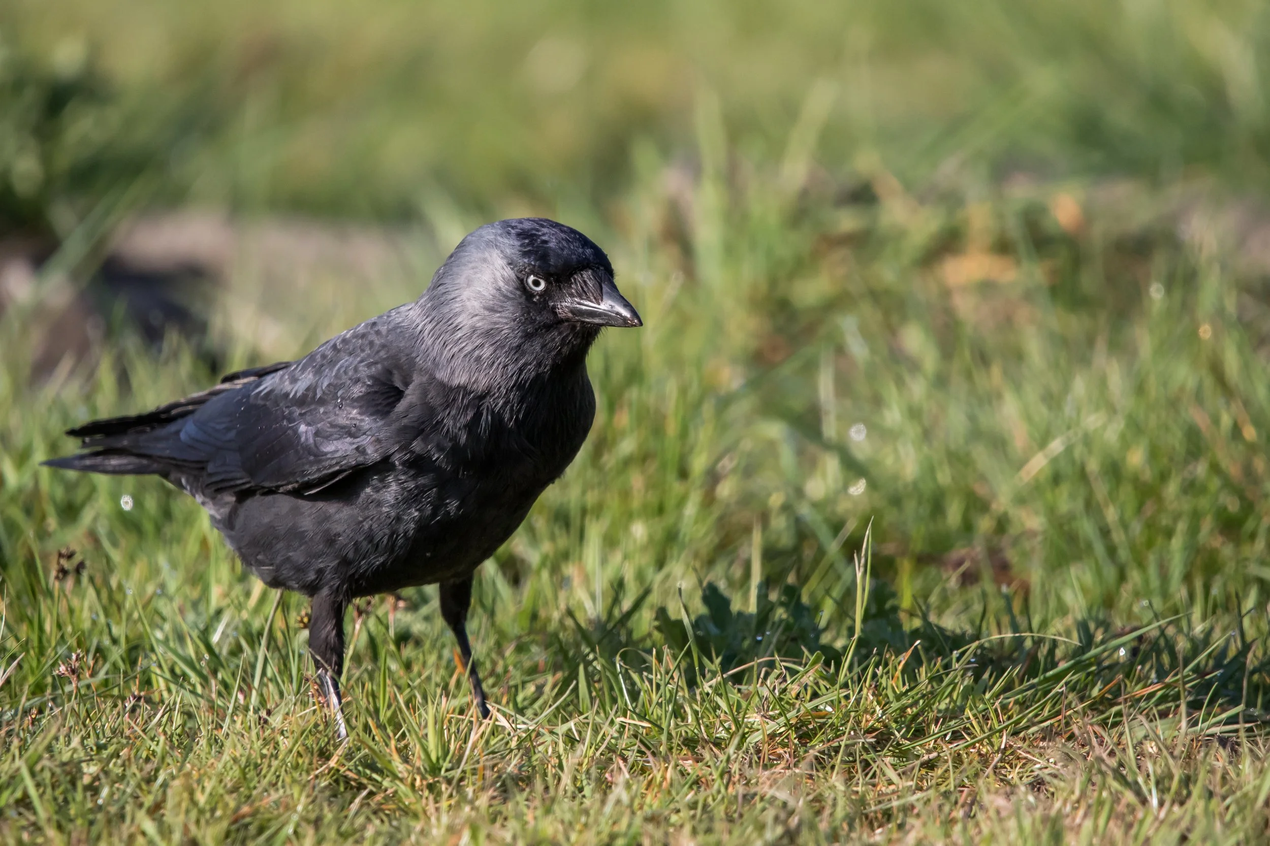 Jackdaw - 12 April 2025