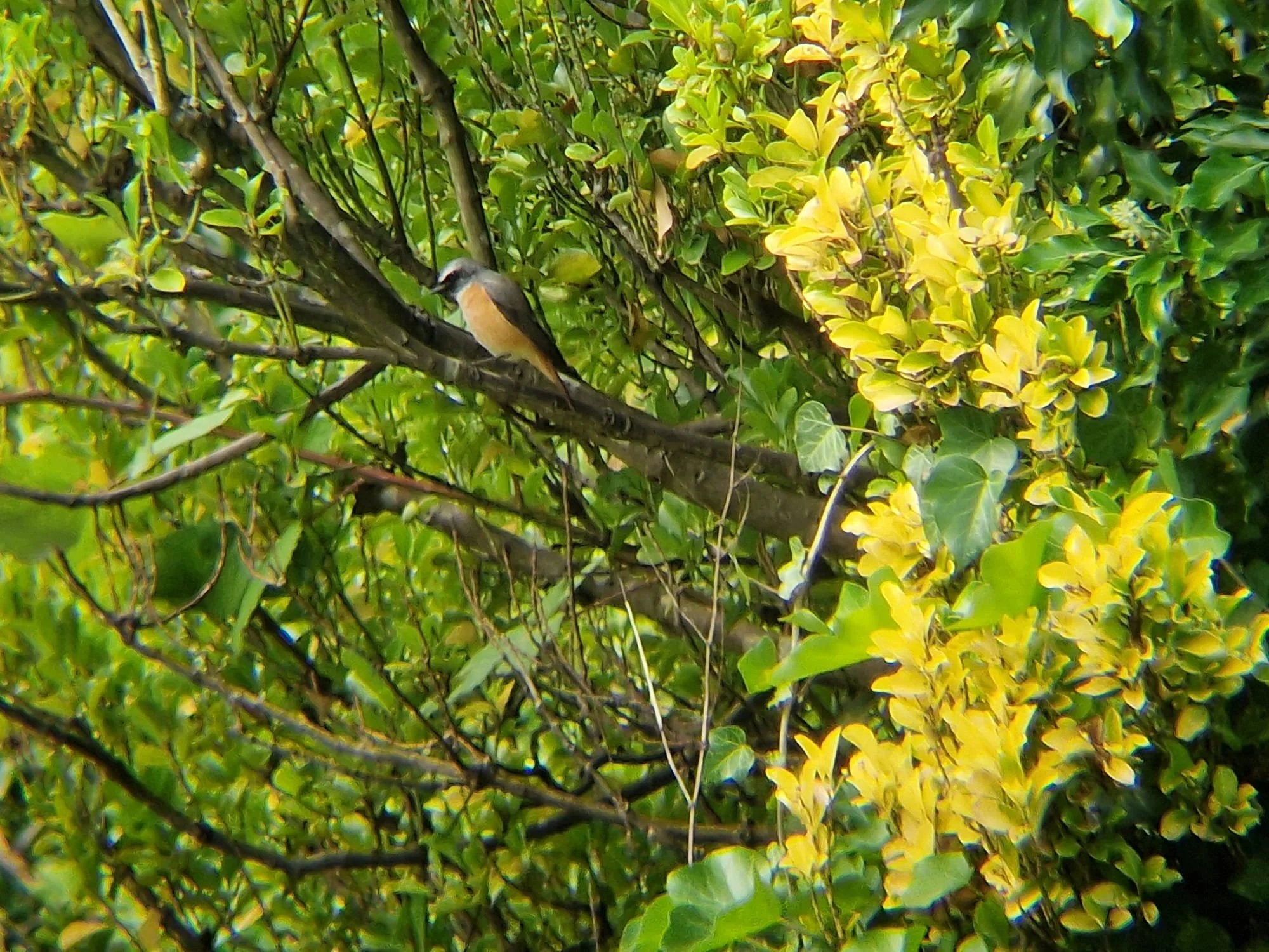 Redstart - 27 August 2026 (Anthony Pooles)