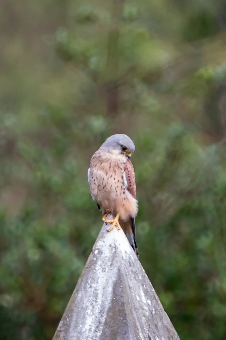 Kestrel - 31 August 2026