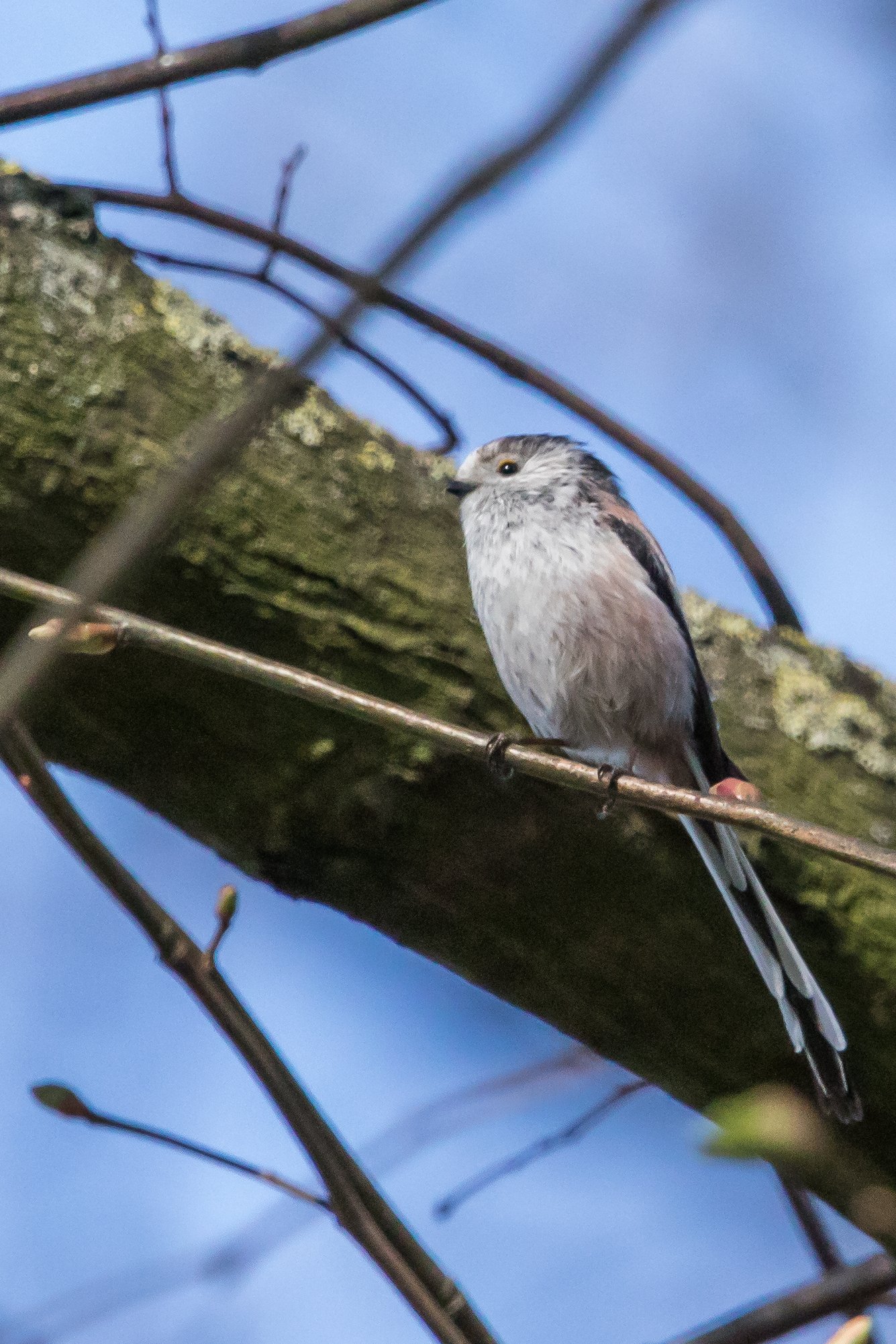 Long Tail Tit - 12 April 2025