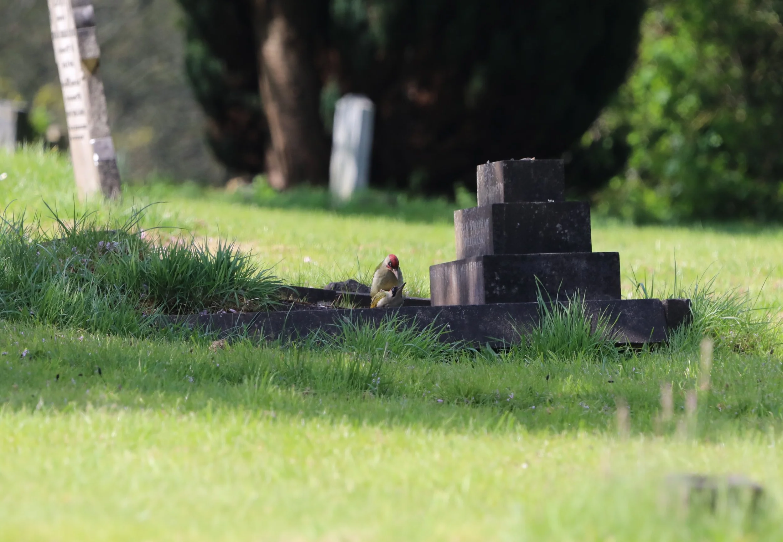Green Woodpeckers - 22 April 2026