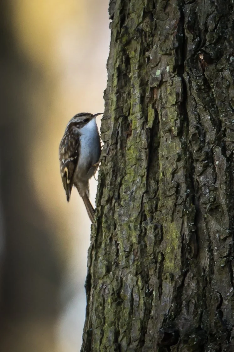 Tree Creeper - 02 March 2025