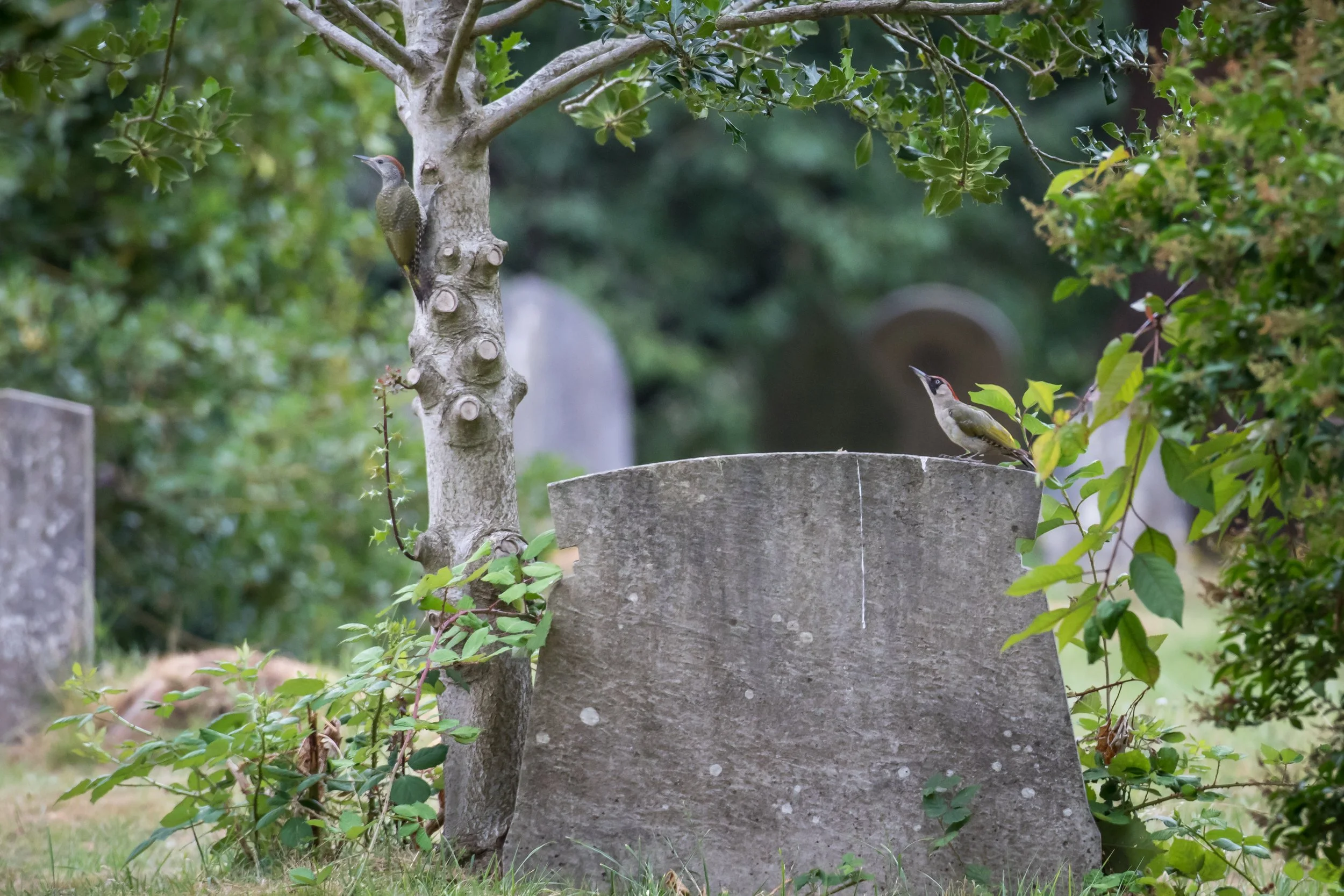 2 x Green Woodpeckers - 30 July 2026