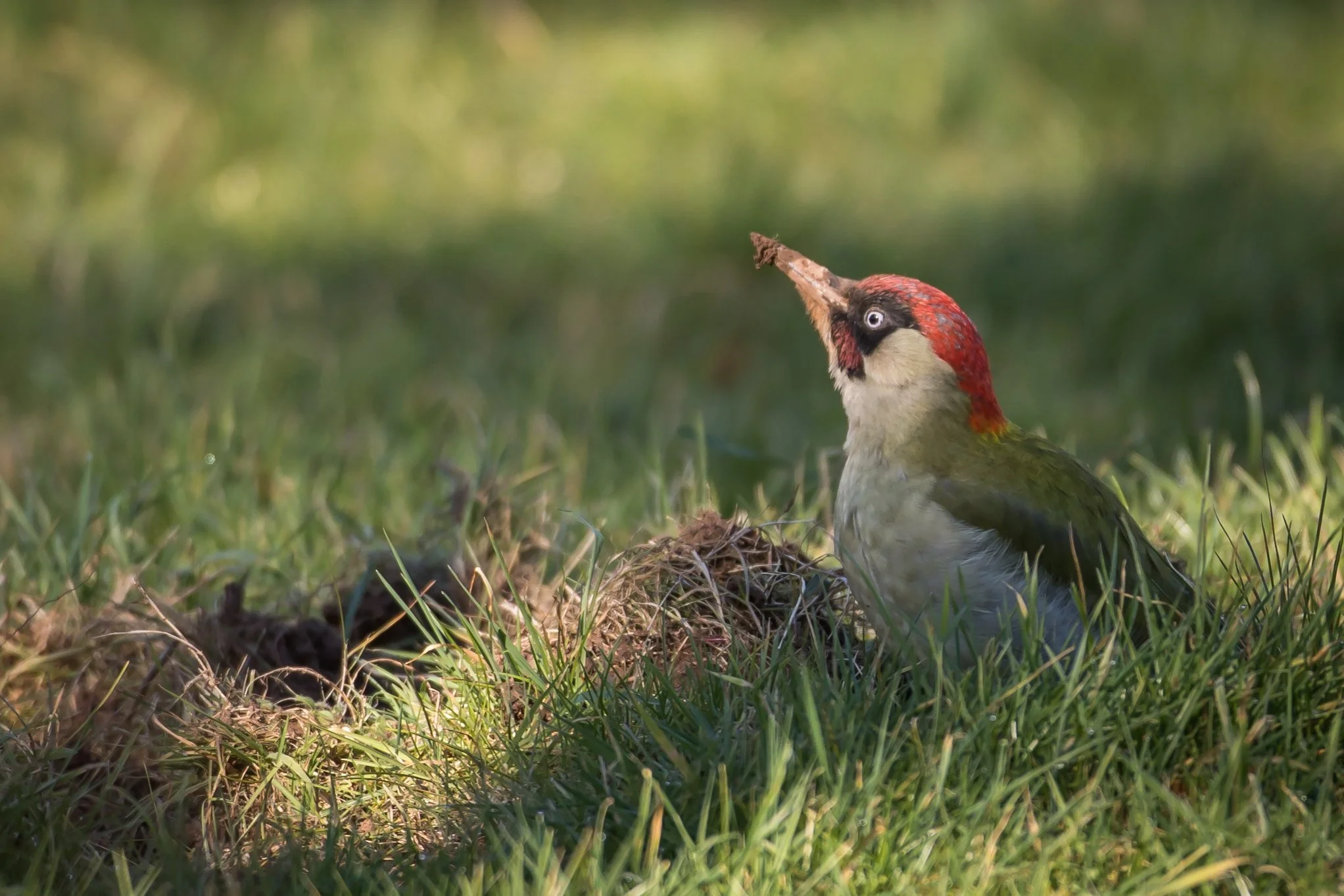 Green Woodpecker - 2 March 2025