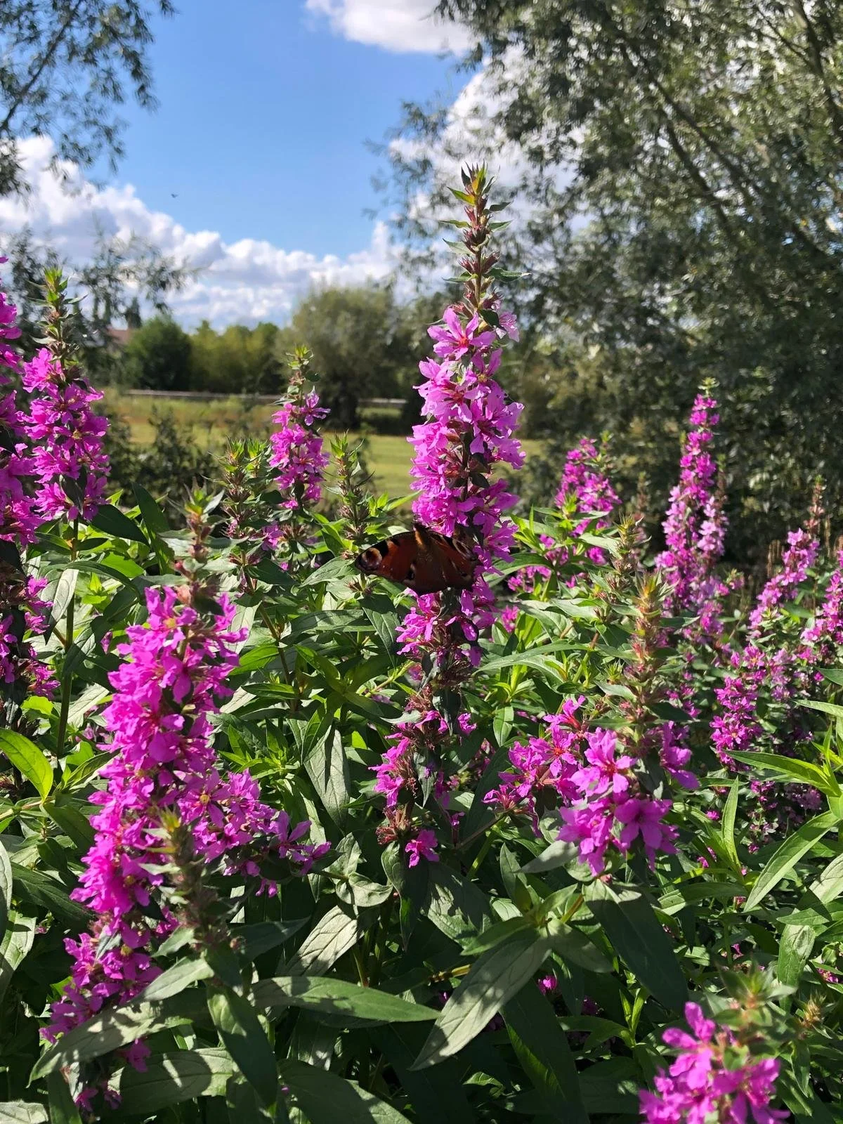 WhatsApp Image 2025-09-17 at 14.04.59 (1).jpeg