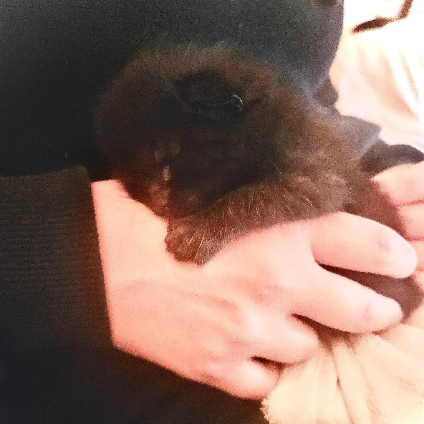 Rencontre avec un chaton de seulement 2 semaines 🐾
Il avait du mal &agrave; faire ses besoins... et apr&egrave;s une s&eacute;ance d&rsquo;ost&eacute;opathie, mission accomplie quelques heures plus tard. 💩 
L&rsquo;ost&eacute;o, c&rsquo;est possibl