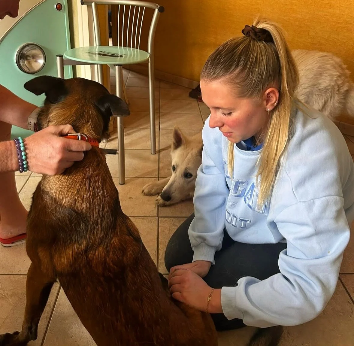 &Eacute;couter &amp; transmettre 🩵 #osteopathie #lovelyboy #osteopathiecanine