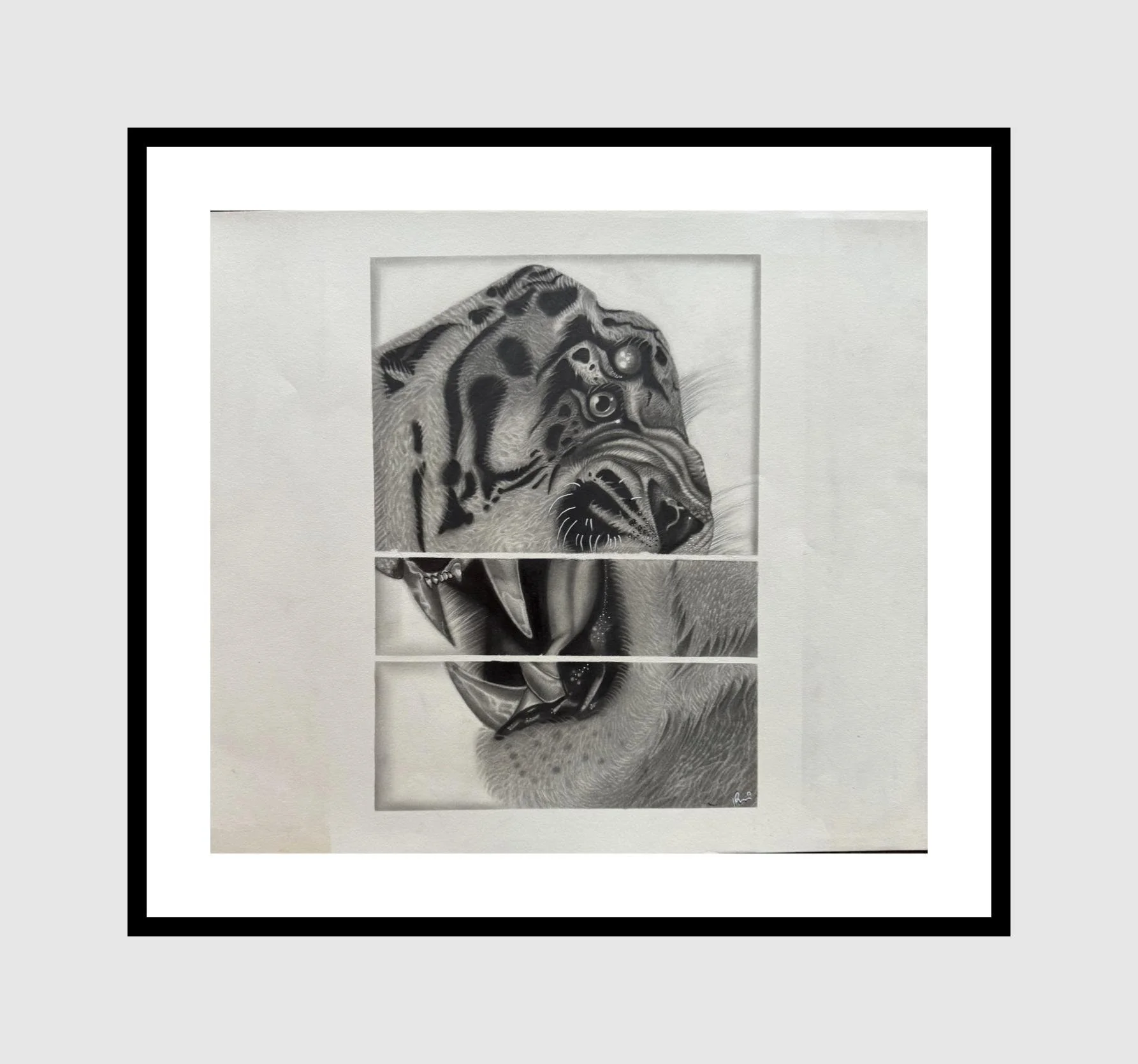 Framed pencil drawing of a roaring leopard segmented into three horizontal sections.