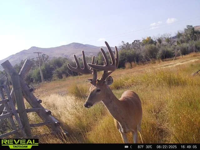 A deer with large antlers standing in a grassy field near a wooden fence with mountains in the background on a clear day.
