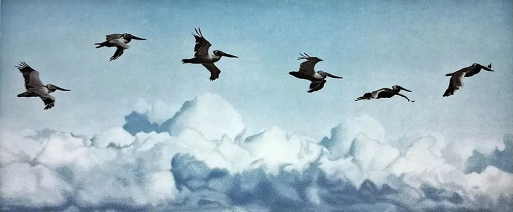 Pelicans